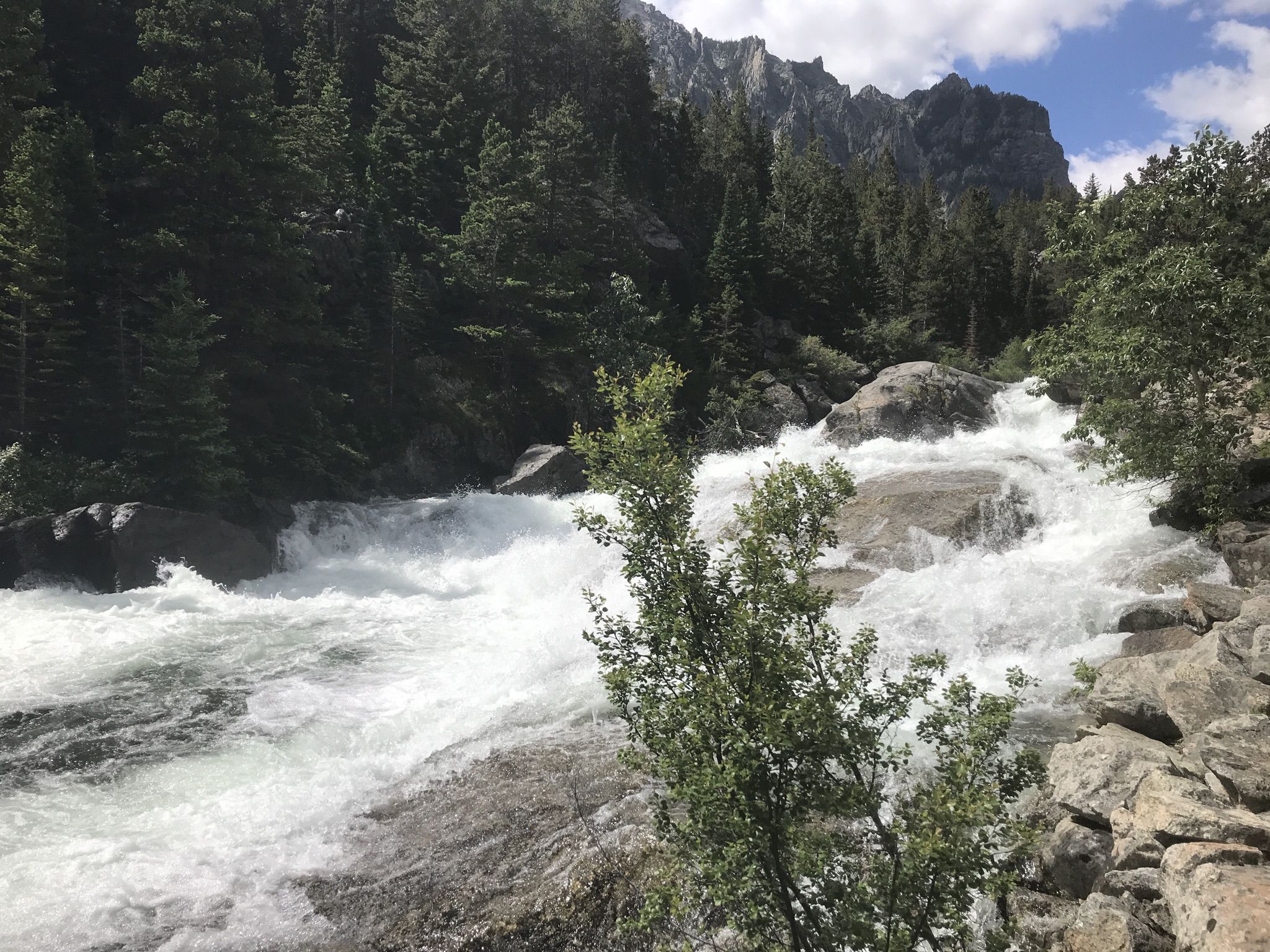 Rushing river cascades over rocks through a dense green forest on a bright day. - Mystic Lake via West Rosebud Trail