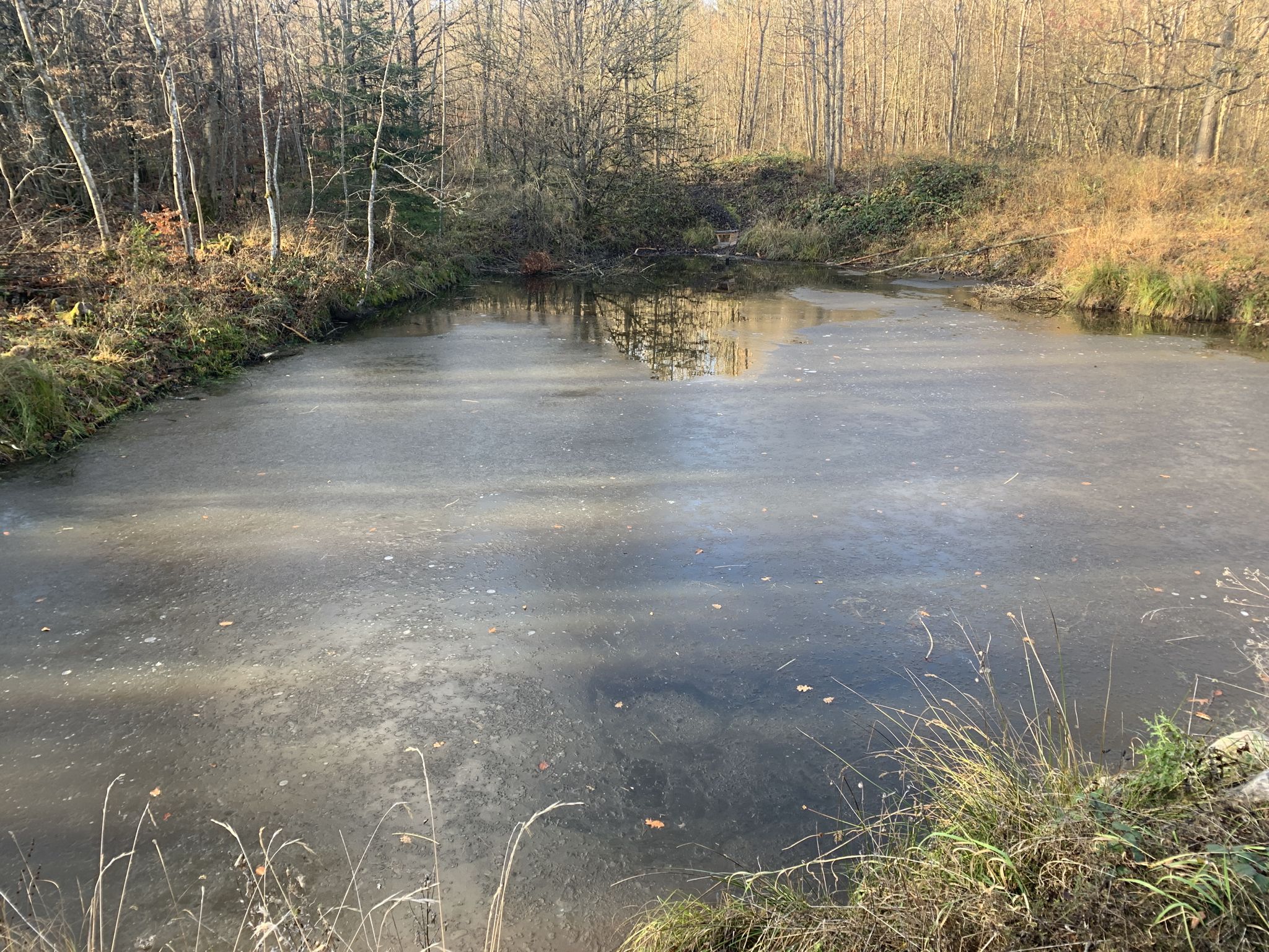Es friert der See …