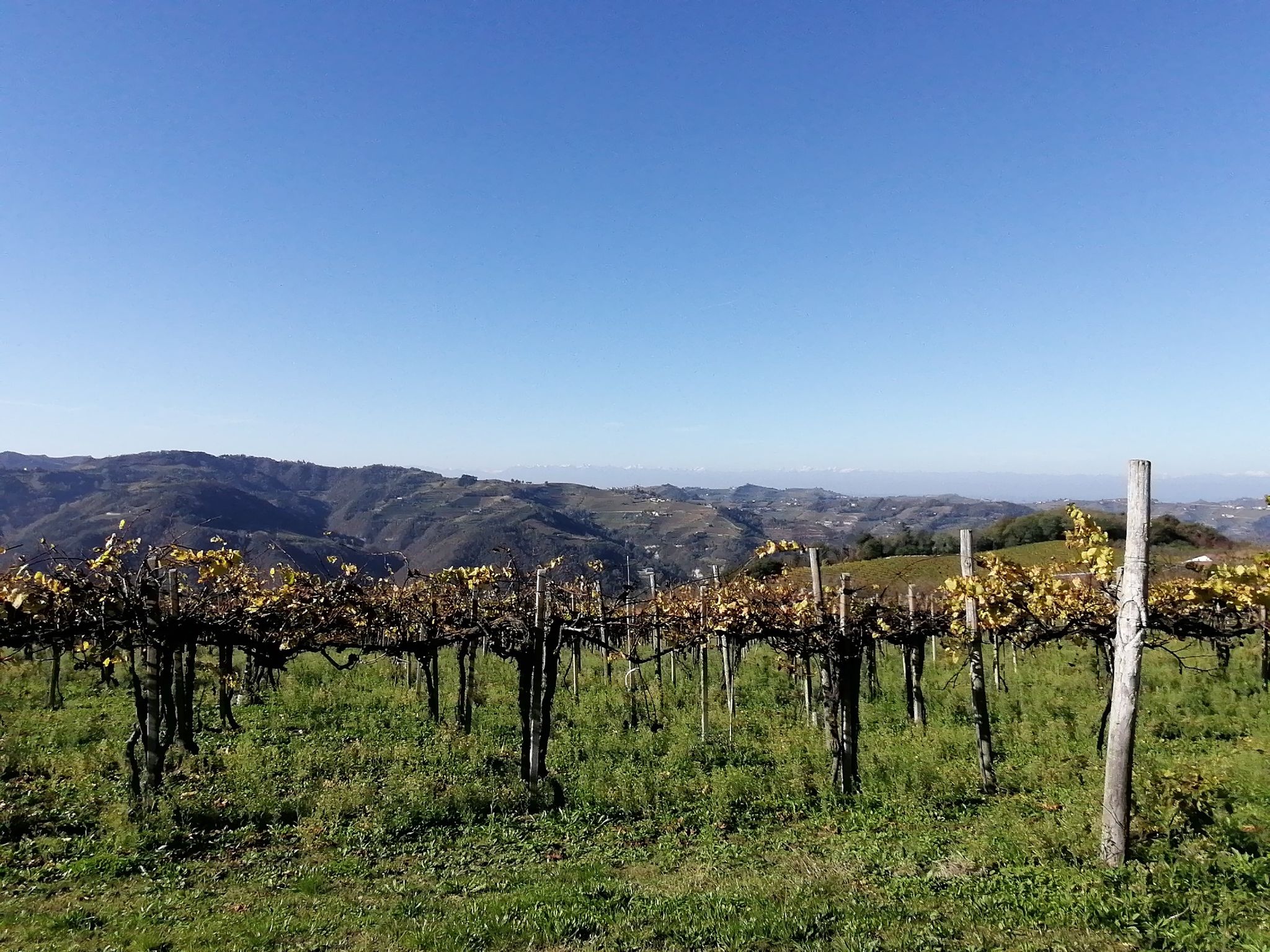 Vigneti