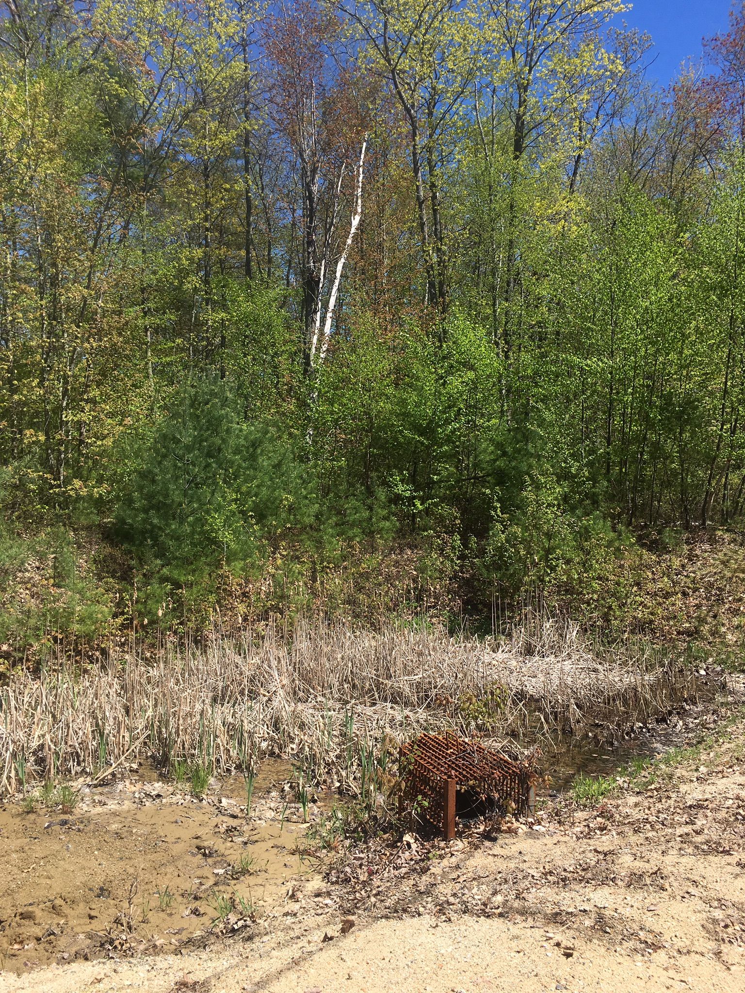 Forest edge with a culvert and dry grass next to a dirt road. - Beauty Hill loop from Stonehouse Pond Wildlife Management Area