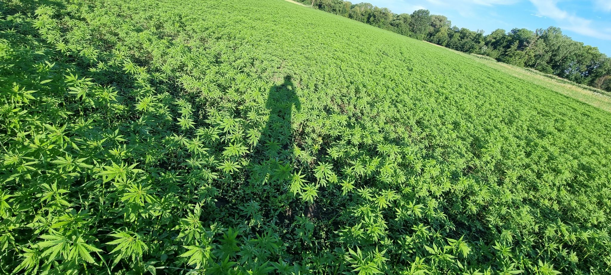 hanf-feld