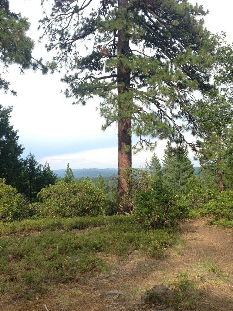 Large pine tree at forest edge overlooking distant, hazy hills. - River Canyon Trail