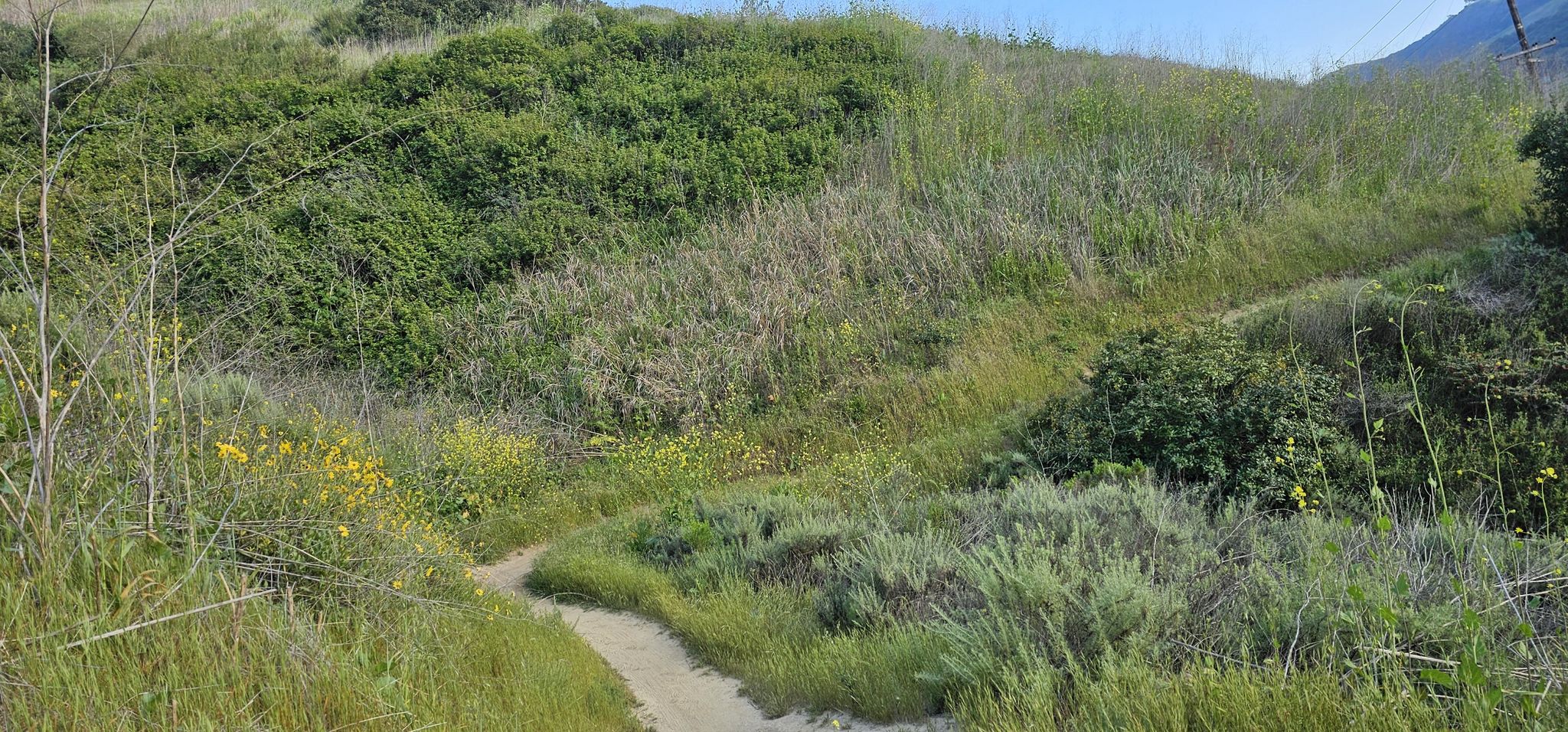 Winding dirt path through a hillside covered in tall green and dry grass. - Rose Canyon Trail loop from Clairemont Drive