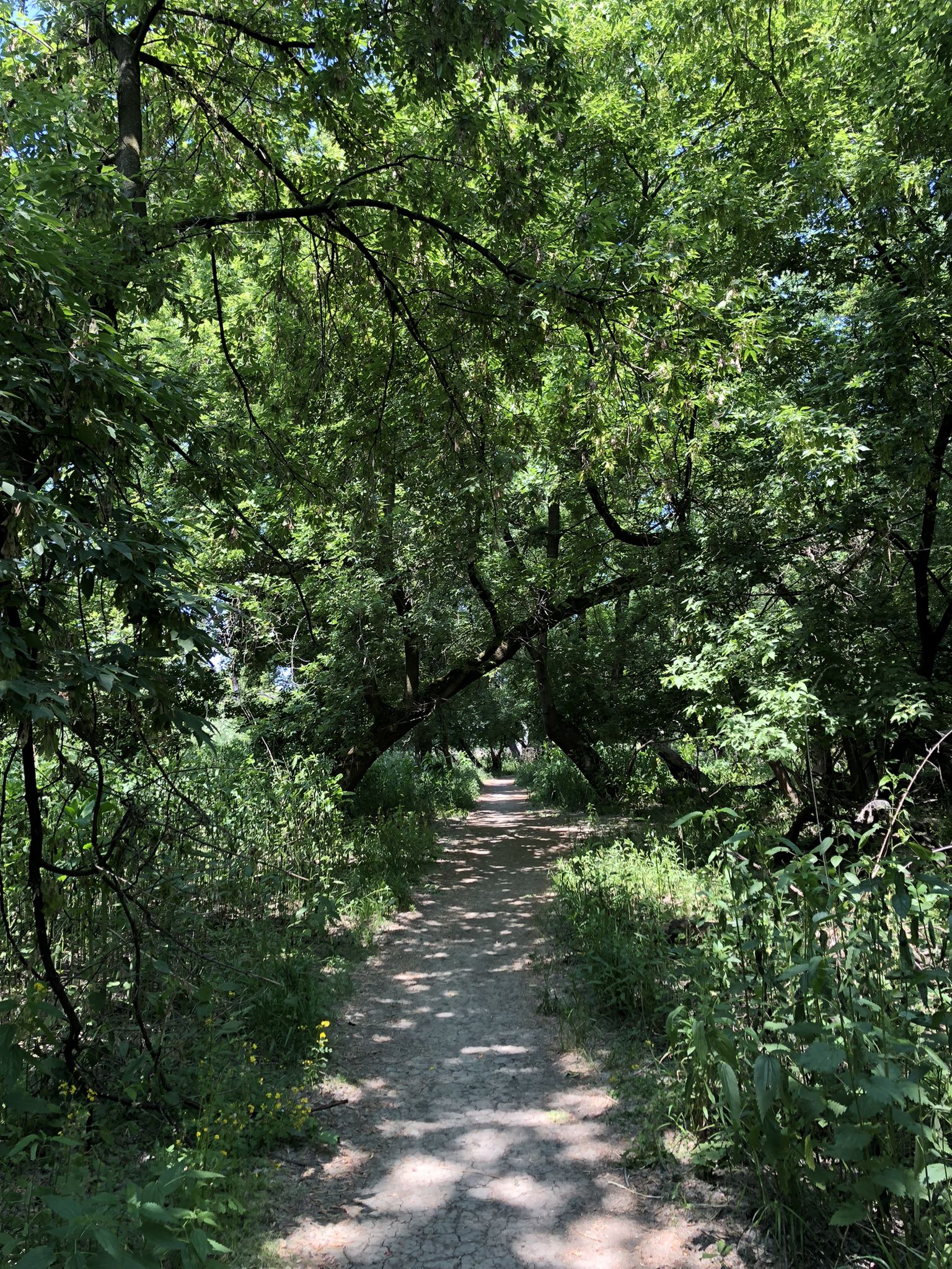 Shaded dirt path winding through a dense green forest on a sunny day. - Thatcher Woods Hiking Trail