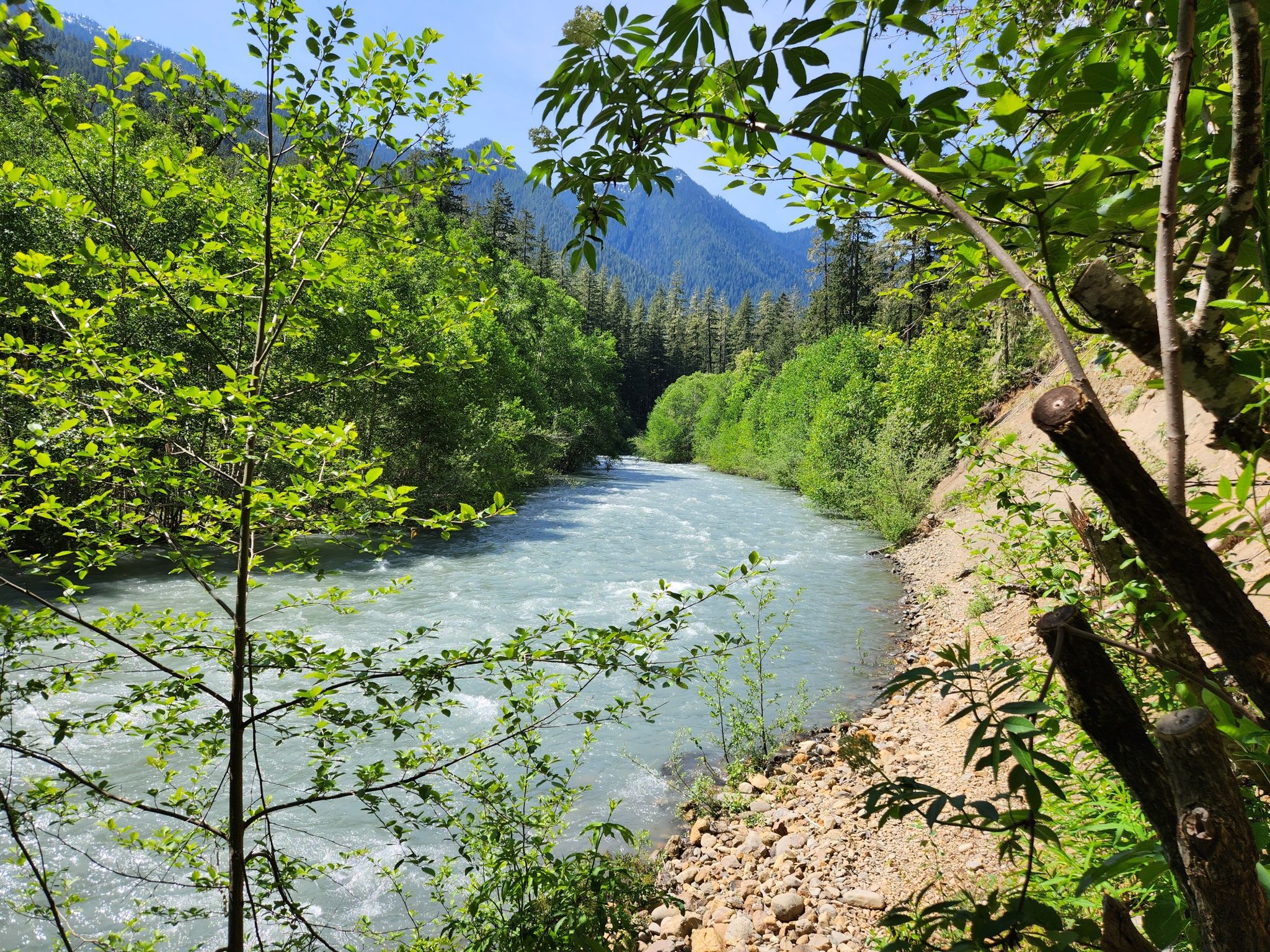 Rushing river flows through a green forest with mountains under a bright sky. - Dosewallips River Road Trail