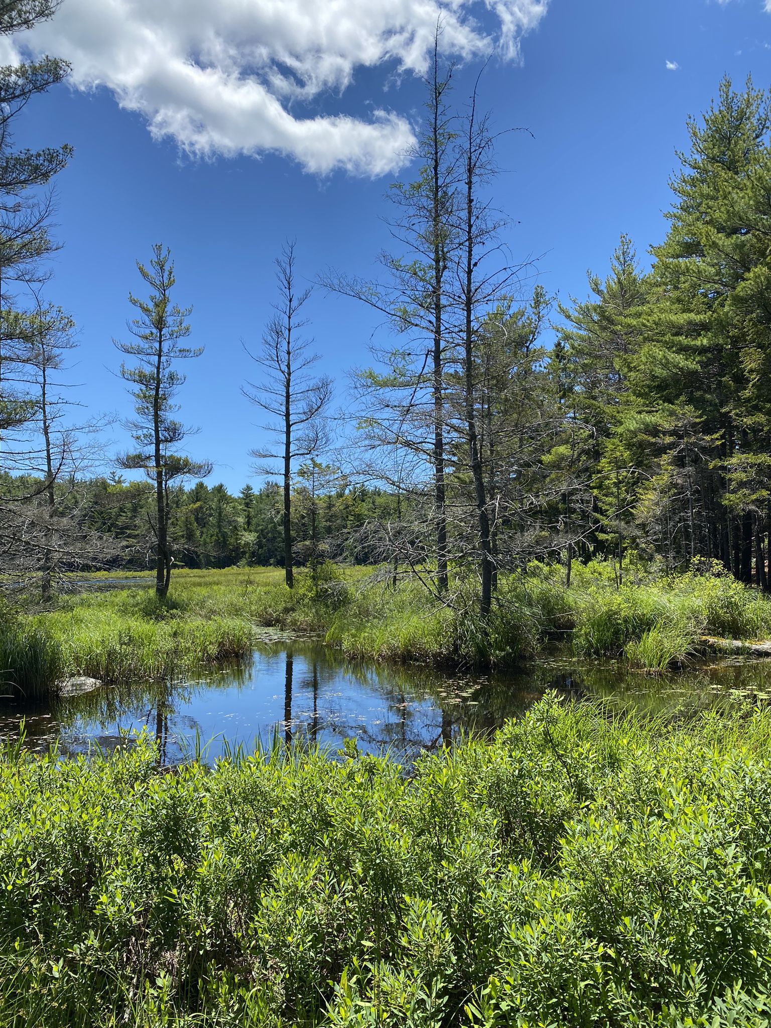 Sunny marshland with small ponds, dead trees, and vibrant green vegetation. - Witch Hole Pond Loop