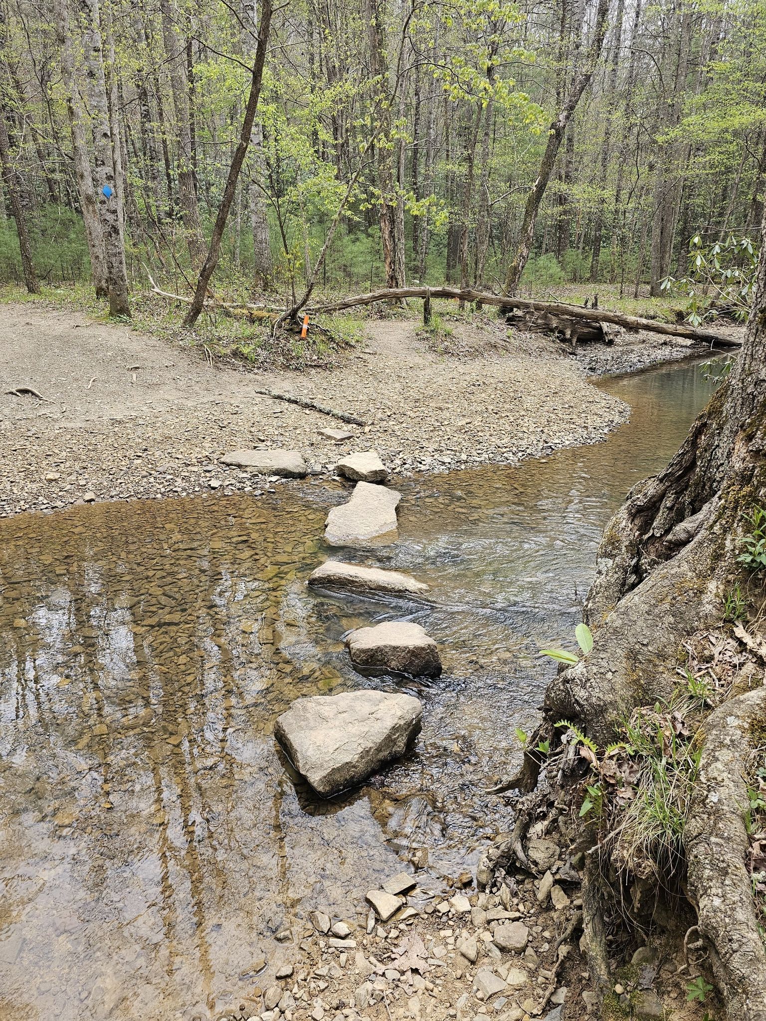 Stepping stones cross a shallow stream in a wooded area with light green foliage. - Prickley Pear, Queen Anne, May Apple, Poverty Creek, and Royale Loop