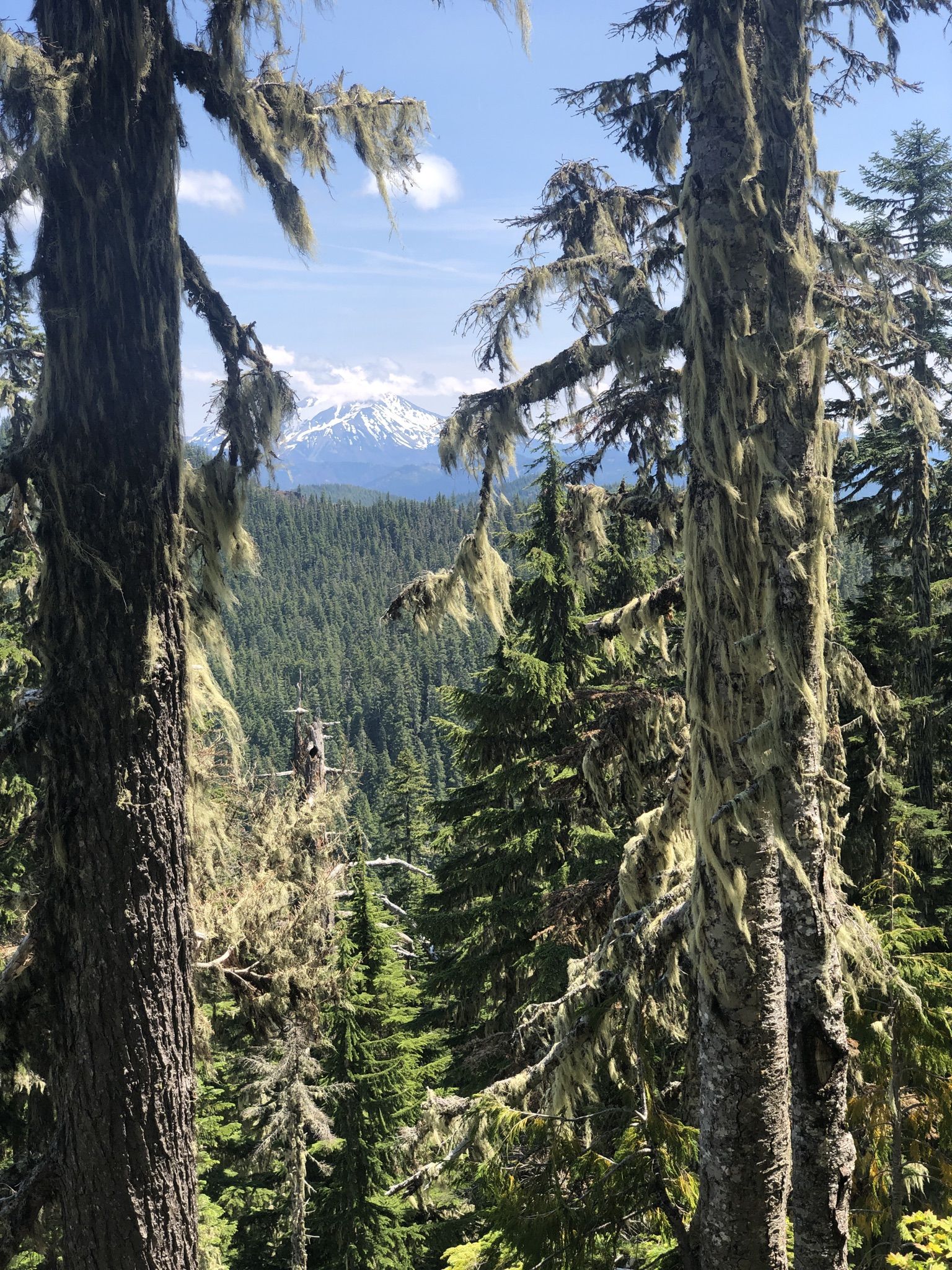 Mossy tree trunks frame a distant snow-capped mountain under a blue sky. - Battle Ax Mountain Loop