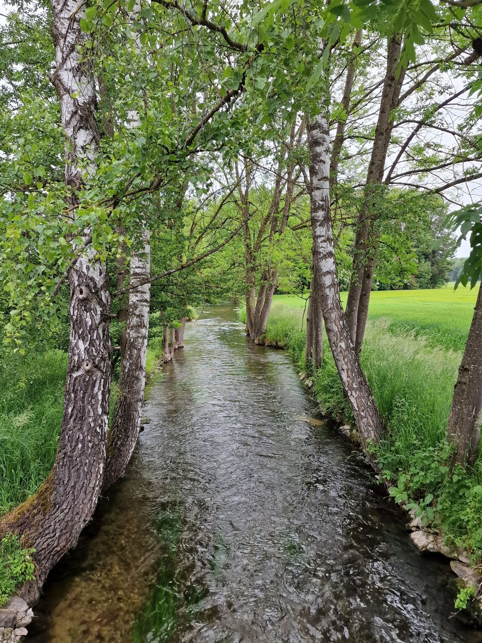 Chices Karlsfeld - die Würm