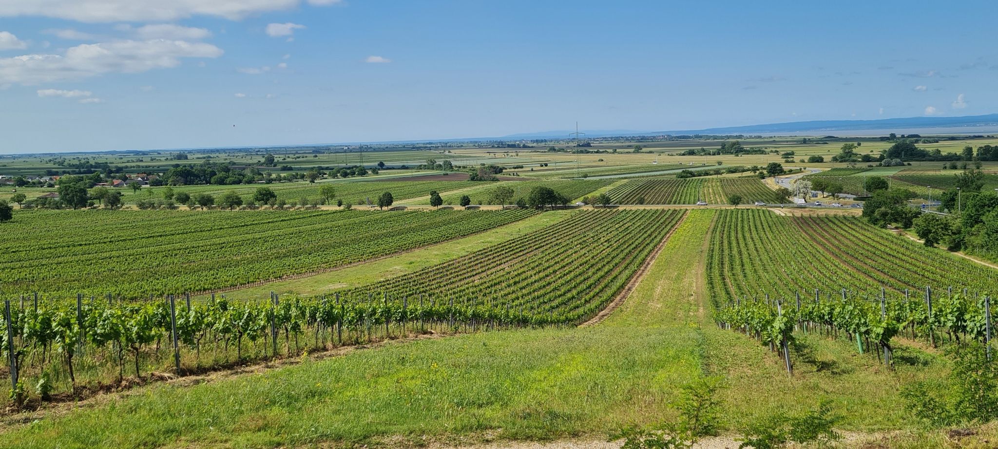 Blick zum Neusiedlersee