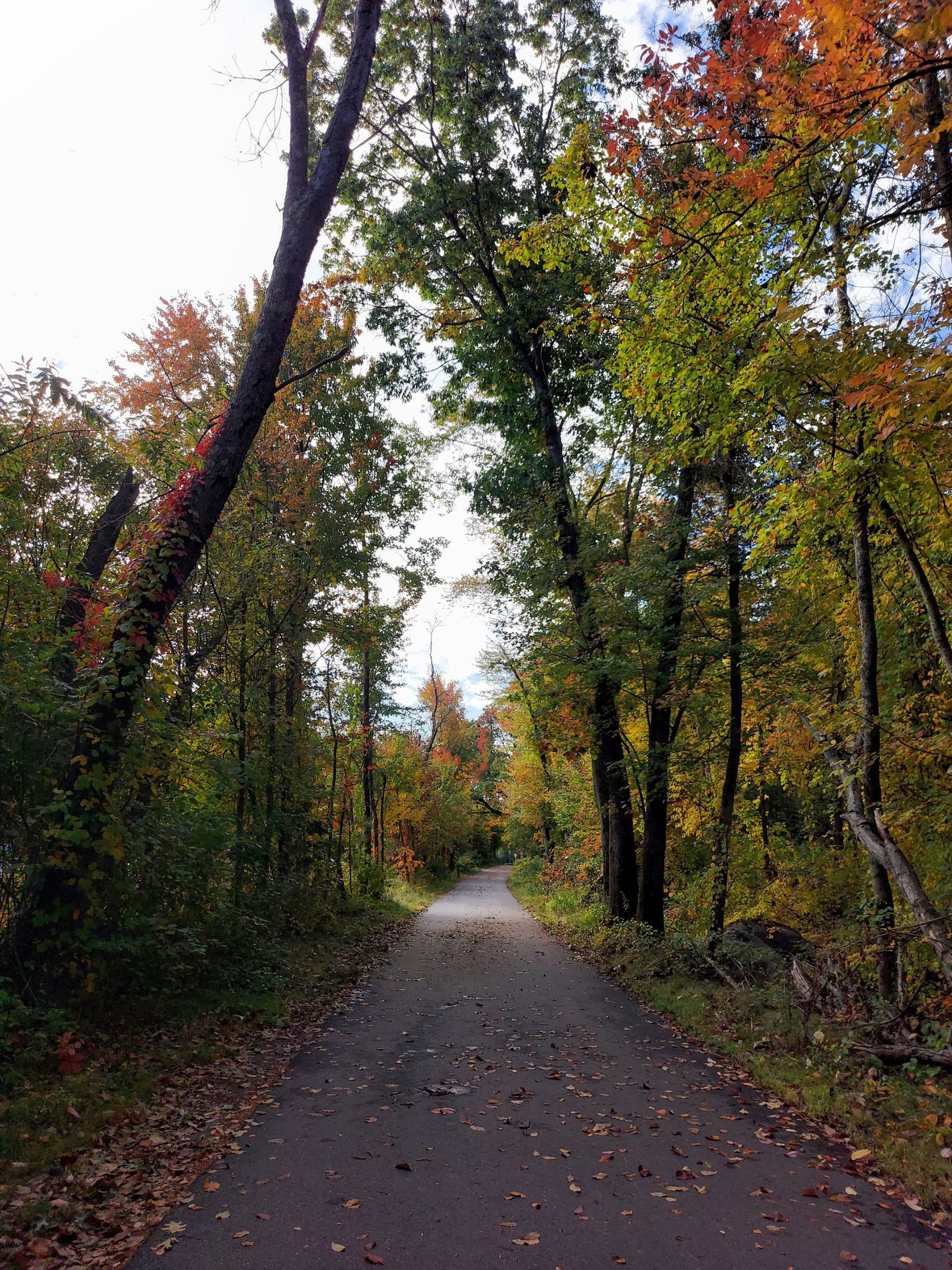 Paved path winding through a forest with vibrant autumn leaves. - Mill Pond – Assabet River Rail Trail loop from Maynard