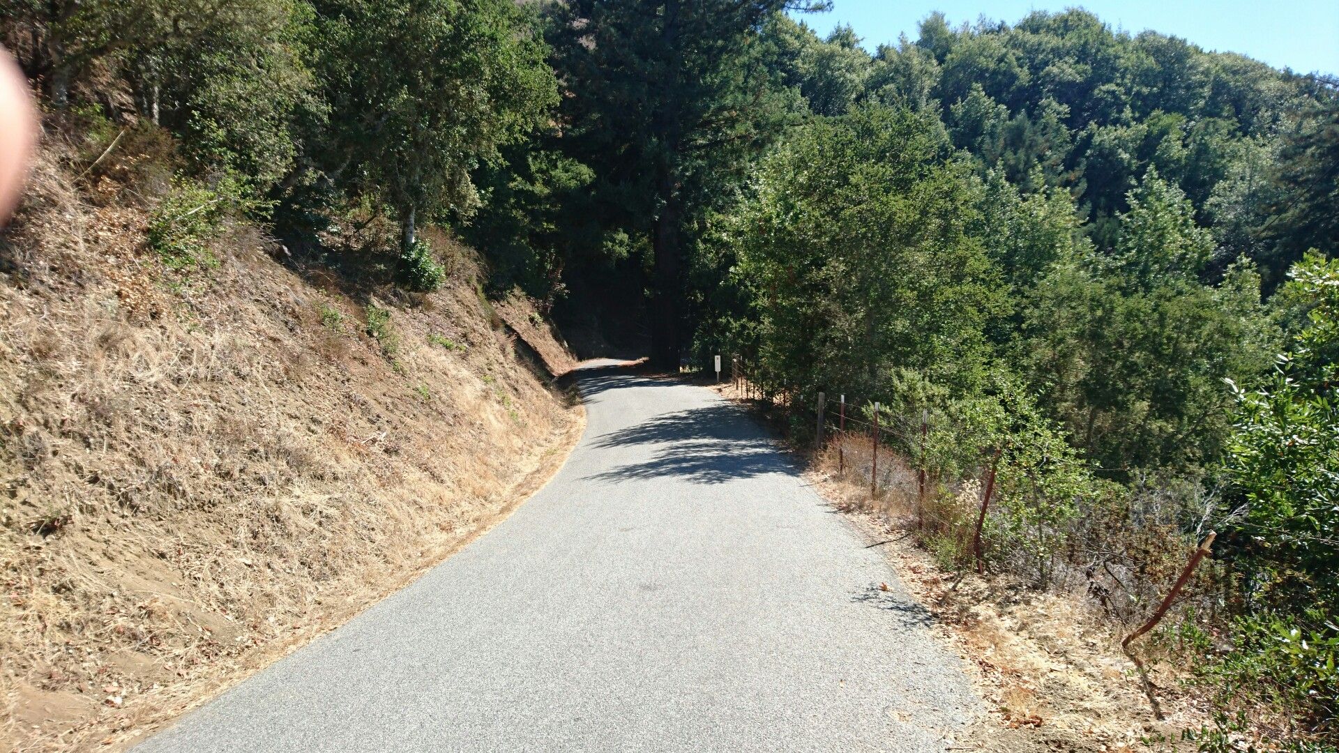 Paved road ascending a dry, grassy hillside into a dark forest. - Lower Kings Mountain Road – Kings Mountain Road loop from Palo Alto