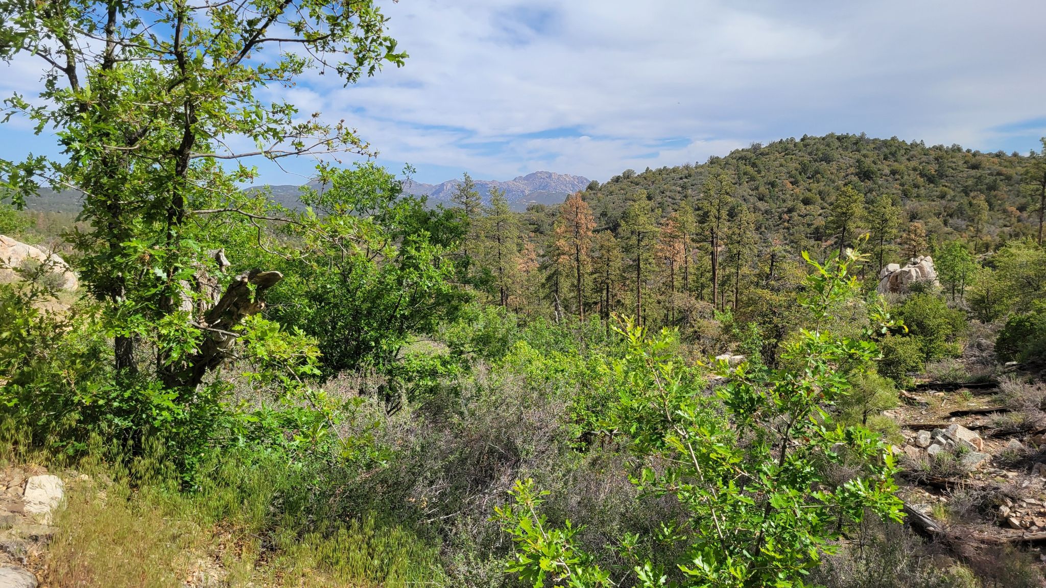 Vibrant green forest and distant mountains under a partly cloudy sky. - Javelina Trail – Thumb Butte Trail loop from White Rock TraIlhead
