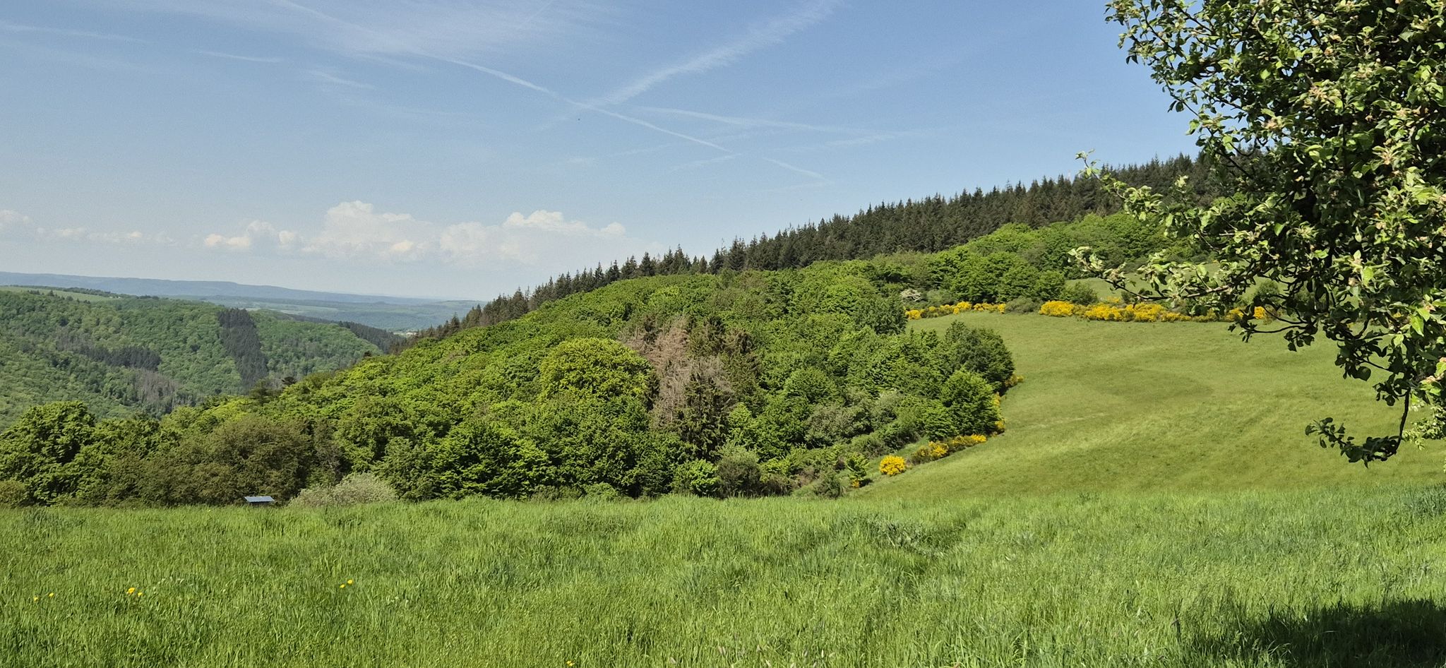 Herrliche Wiesenlandschaft