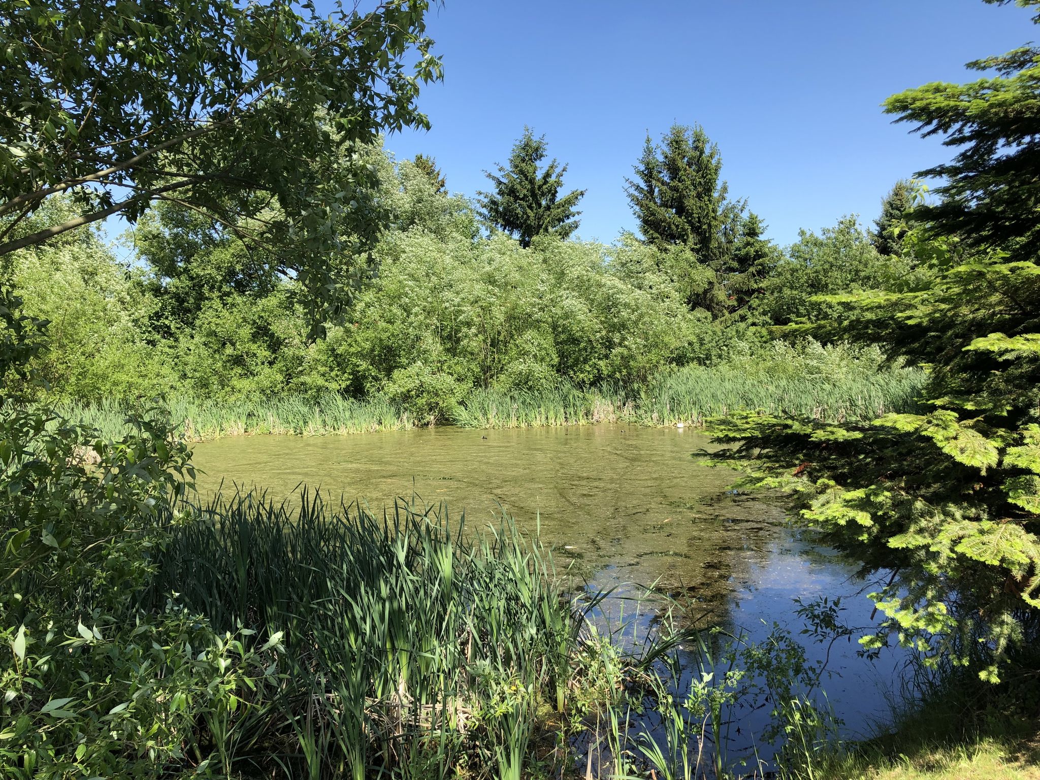 Dorfteich Blönsdorf