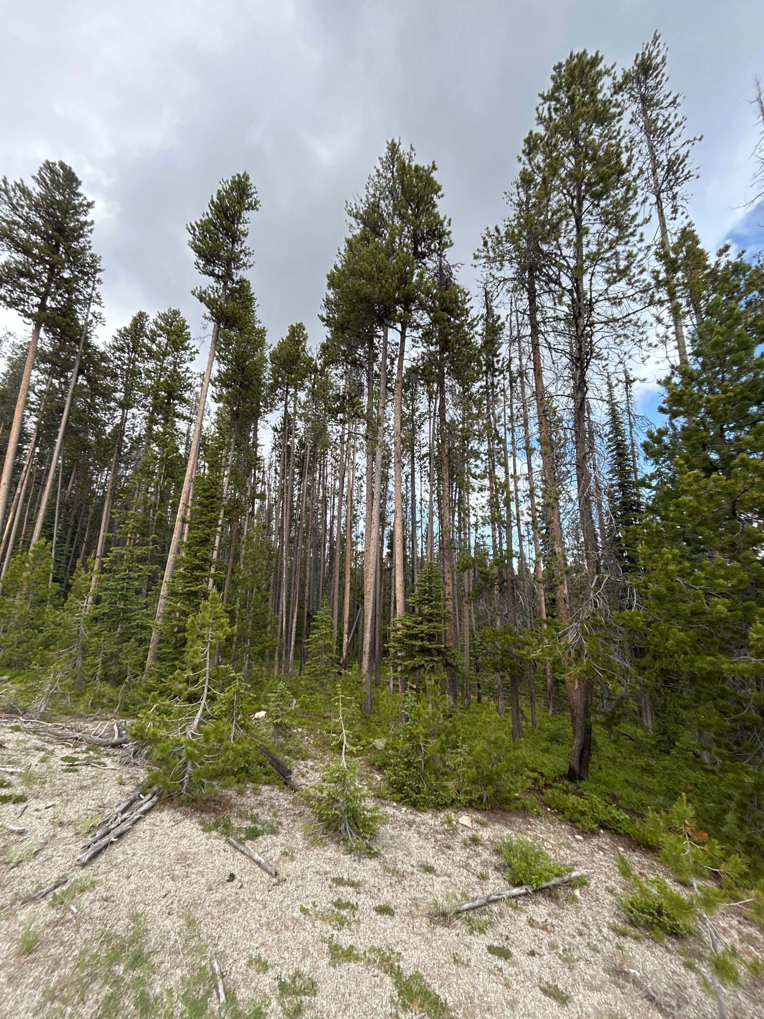 Tall pine trees stand on a forested hillside under an overcast sky. - TransAmerica Trail (Montana)