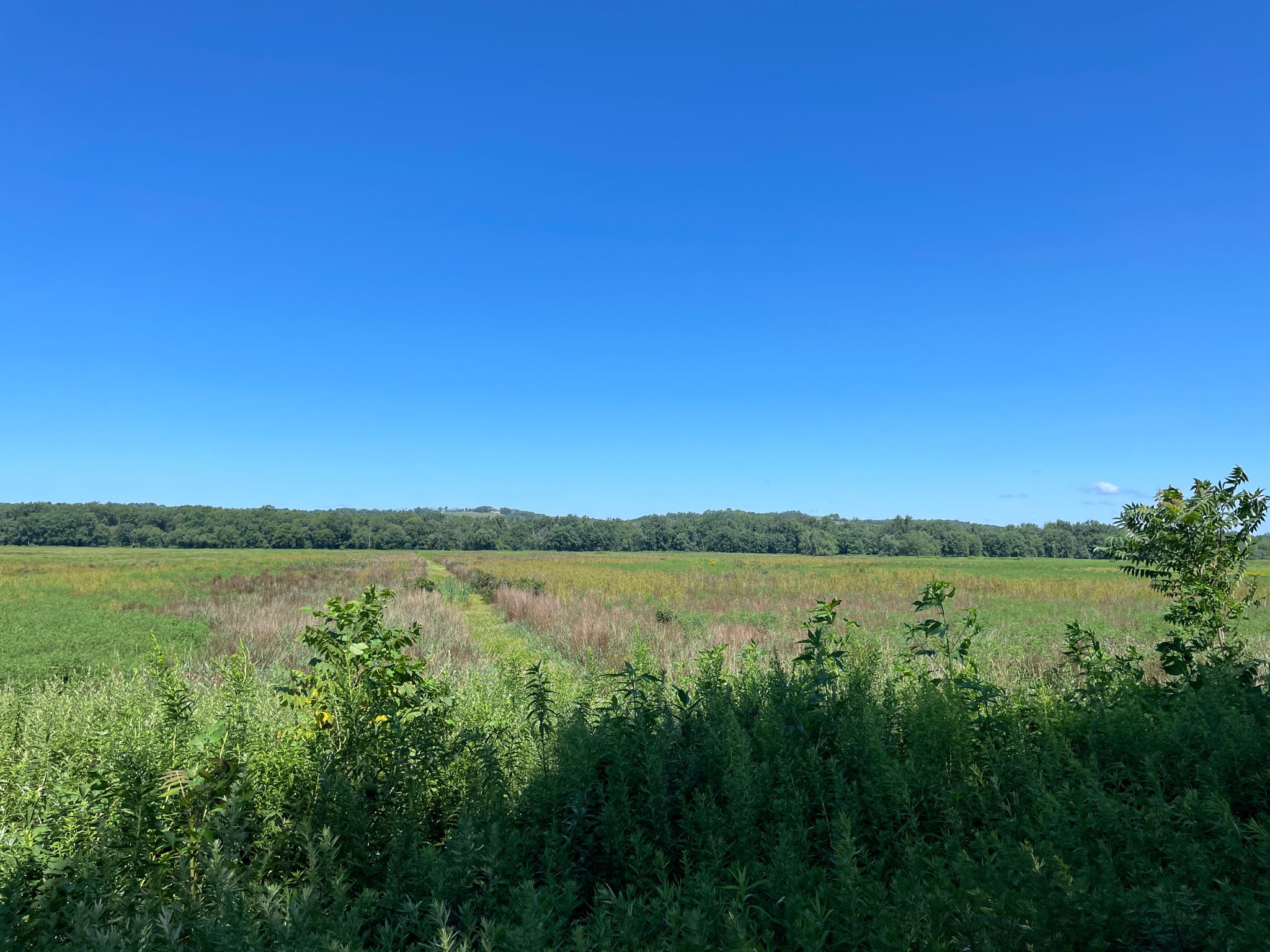 A vast open field with green and brown vegetation under a clear blue sky. - Liberty Loop Trail