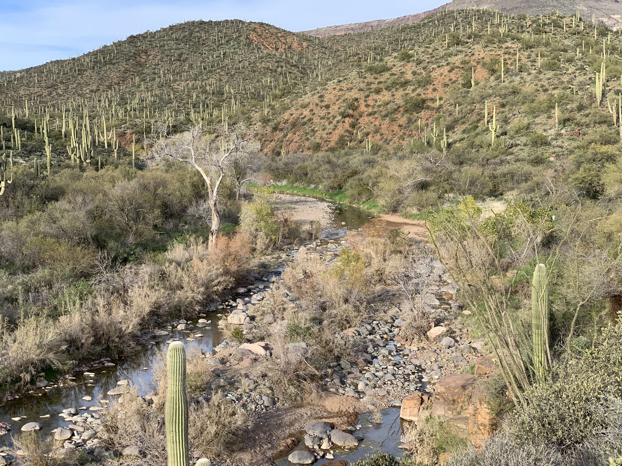 Rocky stream bed with water, surrounded by desert plants and saguaro-covered hills. - Spur Cross, Metate, Boca Grande, and Dragonfly Loop