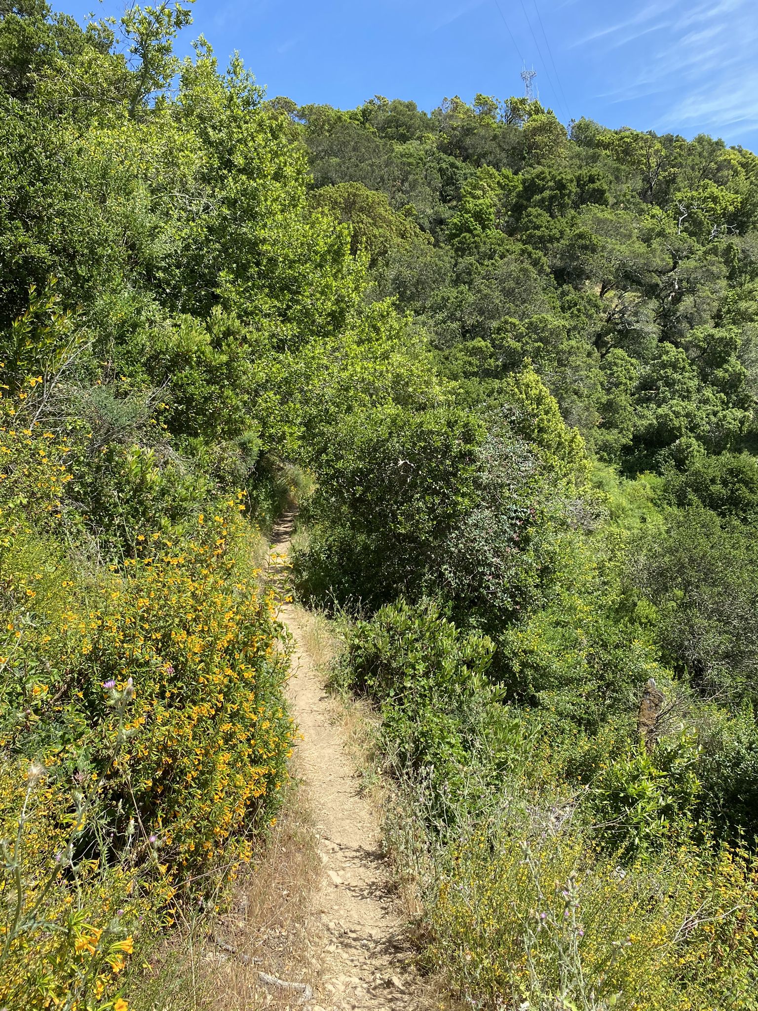 Sunny, narrow dirt trail winding through dense green and yellow vegetation. - Nike Missile Site via Scettrini Fire Road, JT Howell & Canary Trail loop