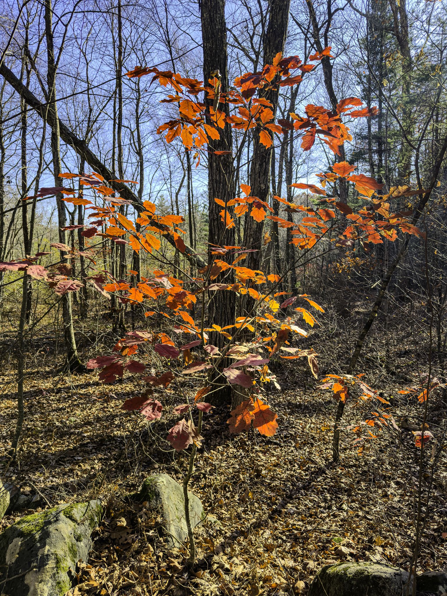 A small tree with vibrant orange leaves in a sunlit, bare forest. - Gay City Red Blazes Trail