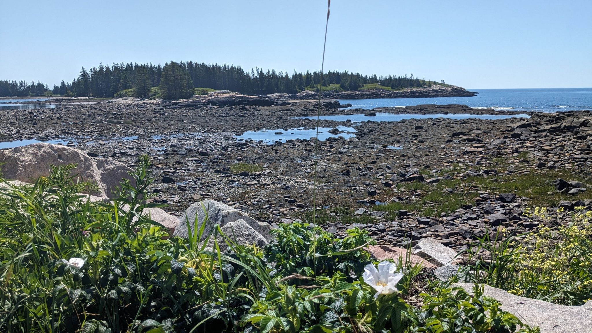 Sunny view of a rocky coastline with tide pools and distant forested islands. - Schoodic Loop Road