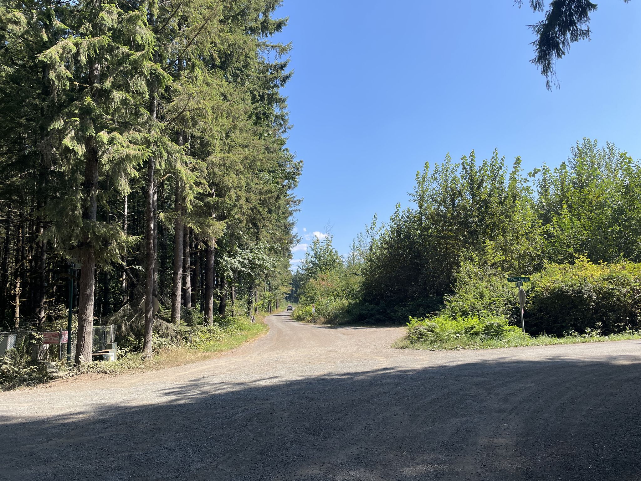A sunny dirt road forks through dense evergreen forests and green bushes. - Carnation Valley loop