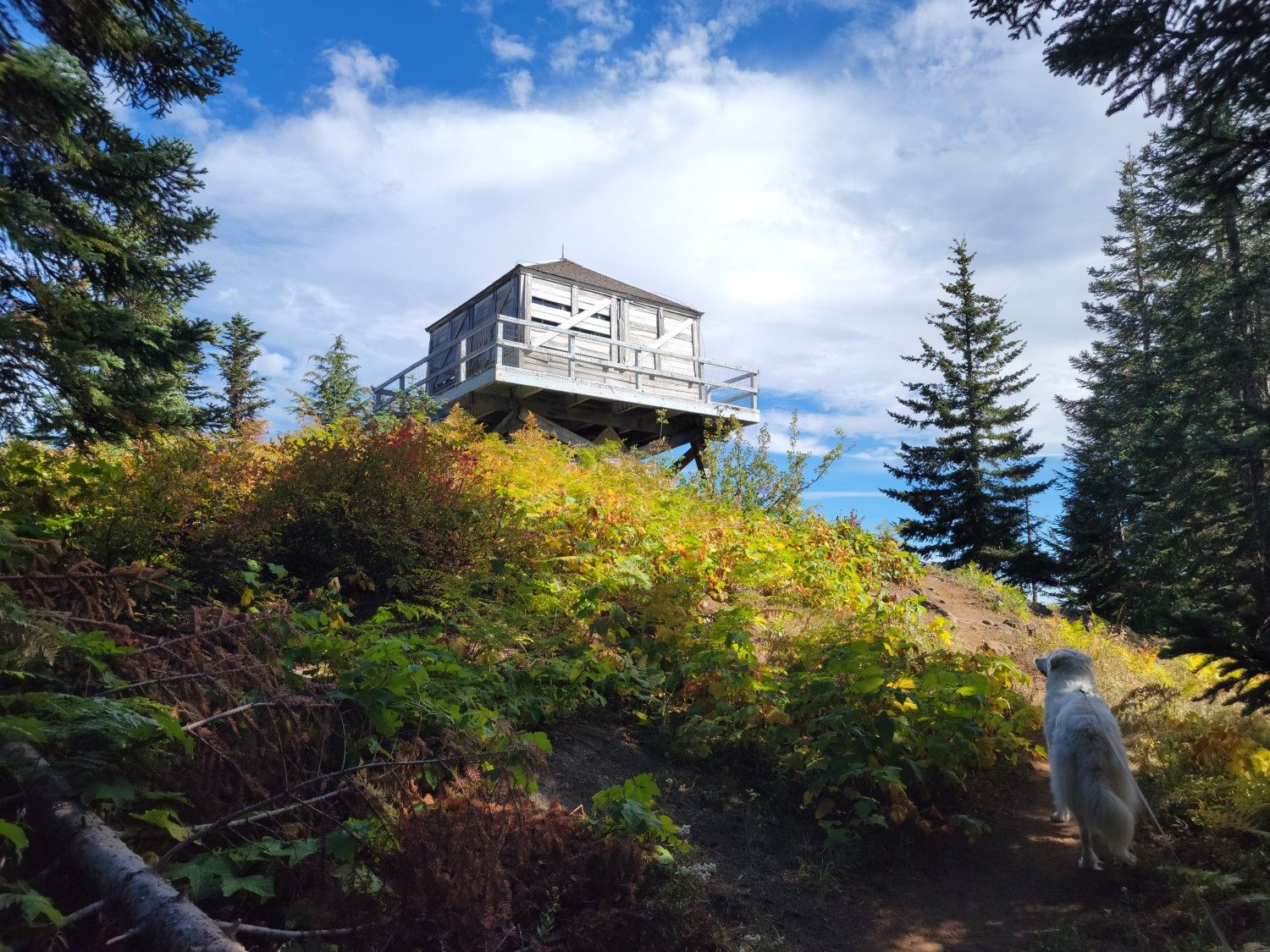 A dog on a path looks up at a wooden lookout under a bright sky. - Devil's Peak