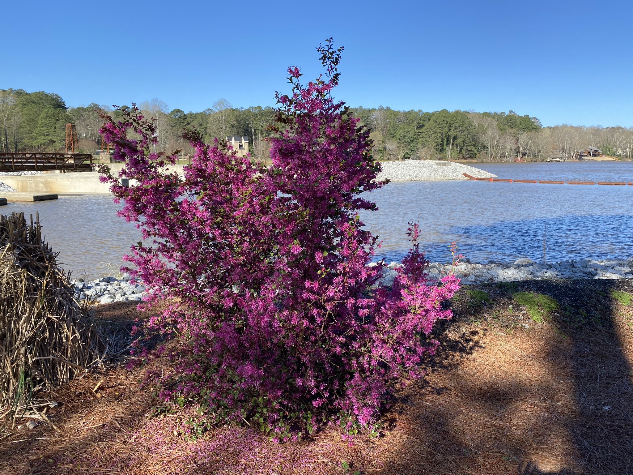 Vibrant pink flowering bush beside a lake with a rocky shore on a sunny day. - Lake Peachtree – Creek in the Woods loop from Flat Creek Nature Area Boardwalk