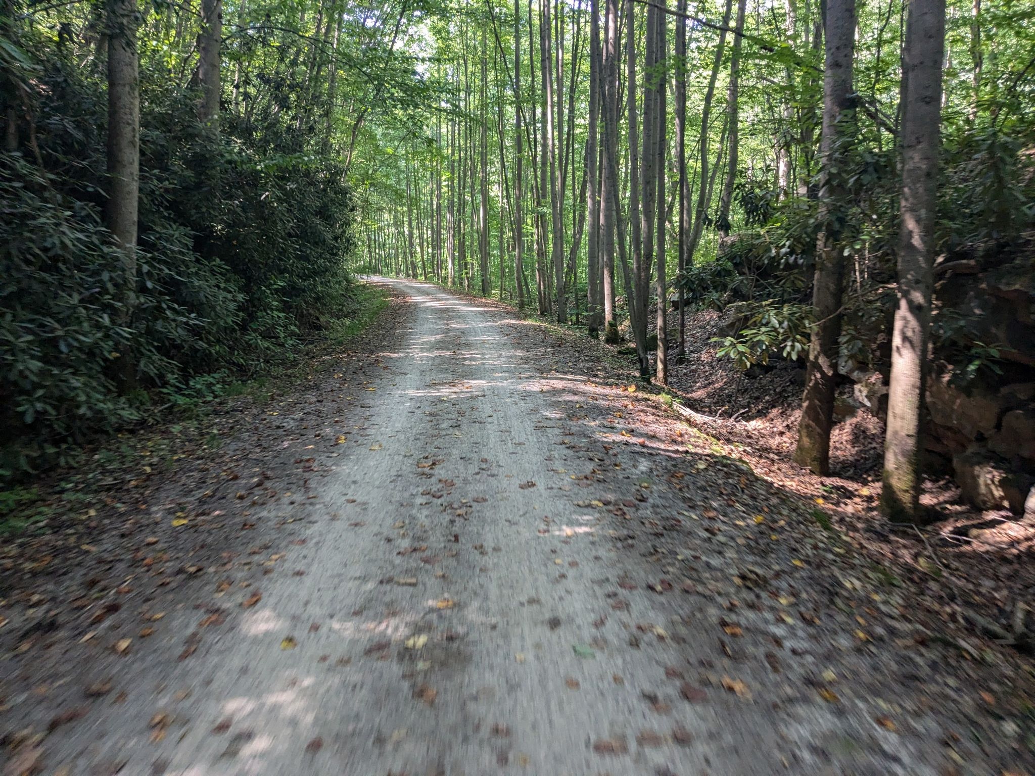 A wide, sun-dappled dirt road winds through a lush green forest. - Great Allegheny Passage: Ohiopyle to Confluence