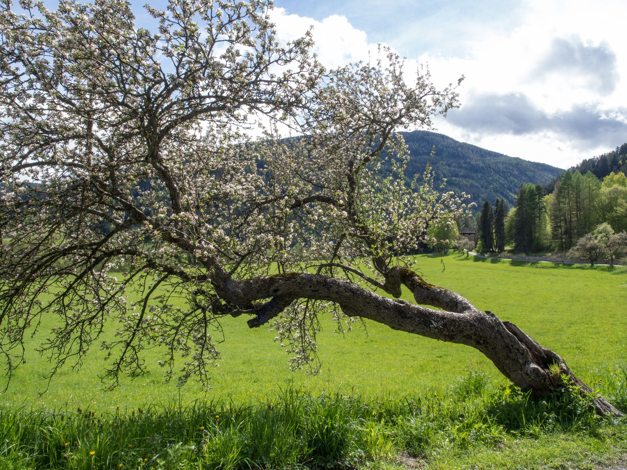 sehr entgegenkommend - erleichtert die Ernte