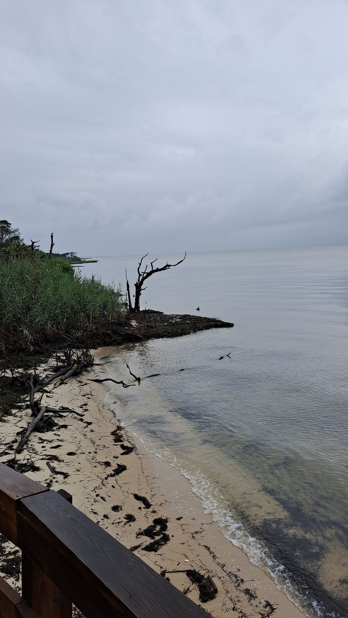 Overcast view of a sandy beach with calm water and a dead tree. - Sunken Forest Nature Trail