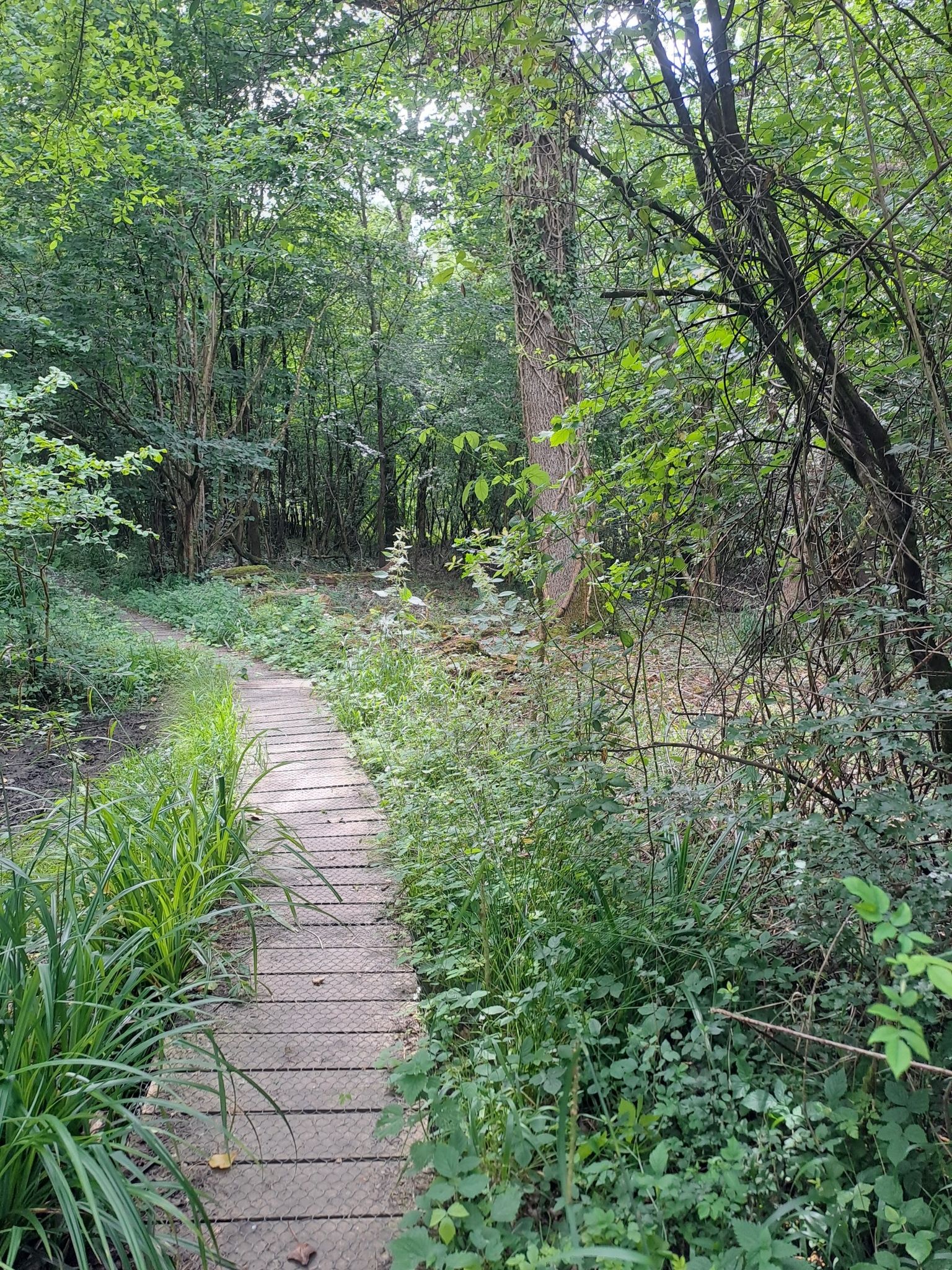 Lower Woods Boardwalk