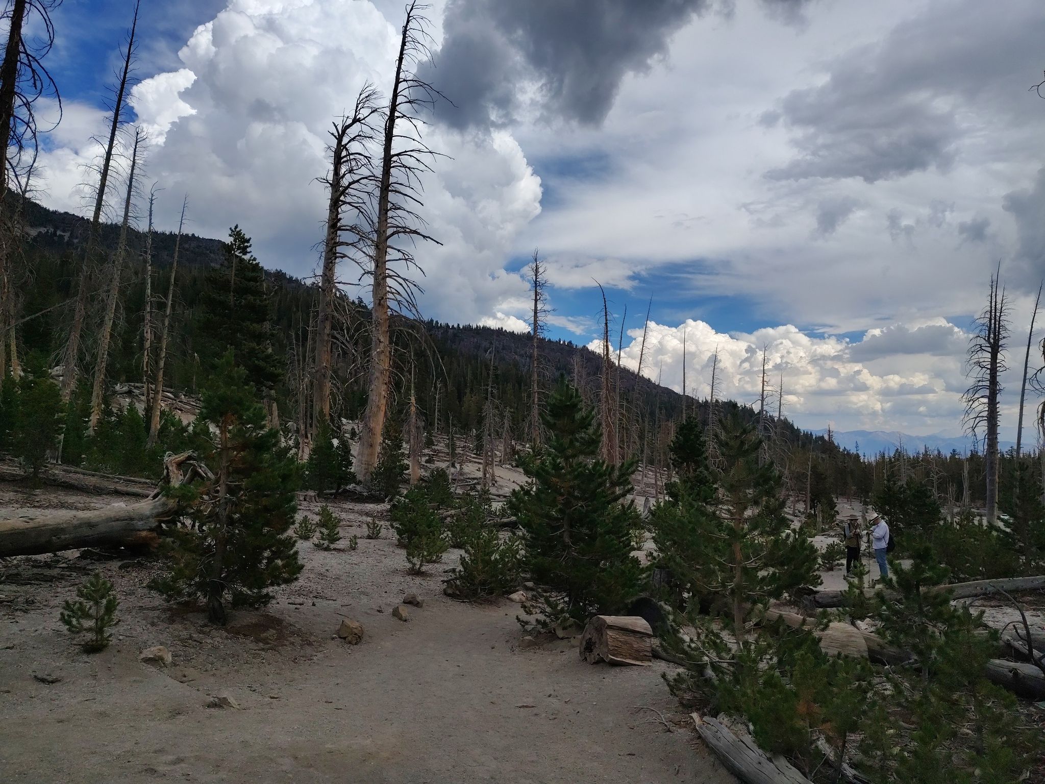 Mountain slope with dead trees, young pines, and hikers under cloudy sky. - McCleod Lake Trail