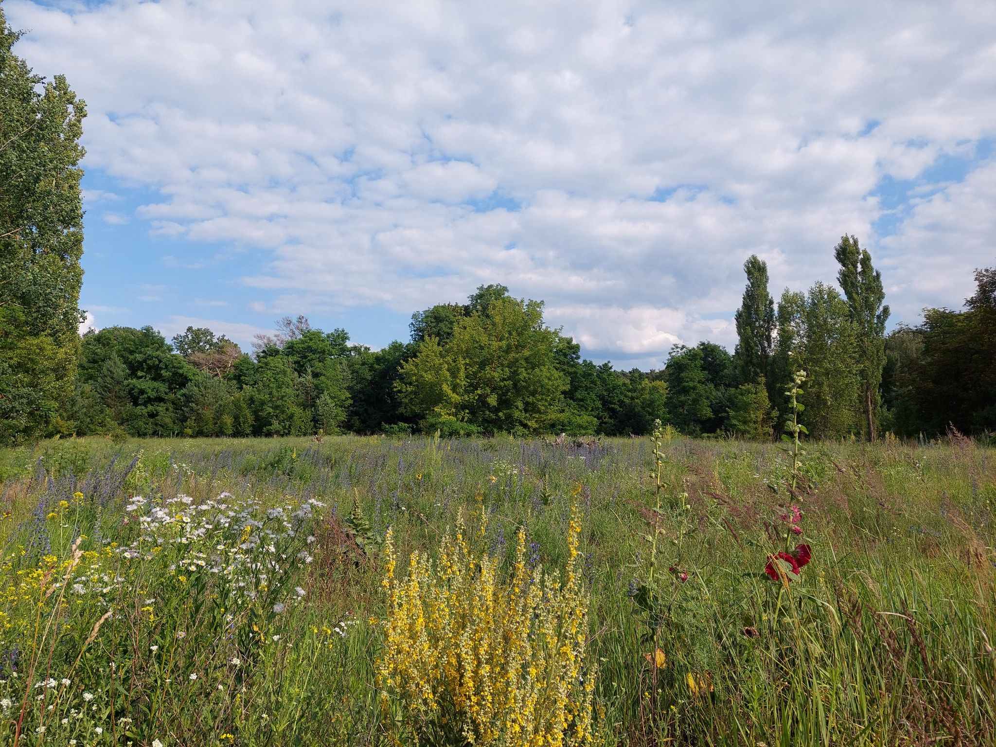 Bunte Wiese 🤩