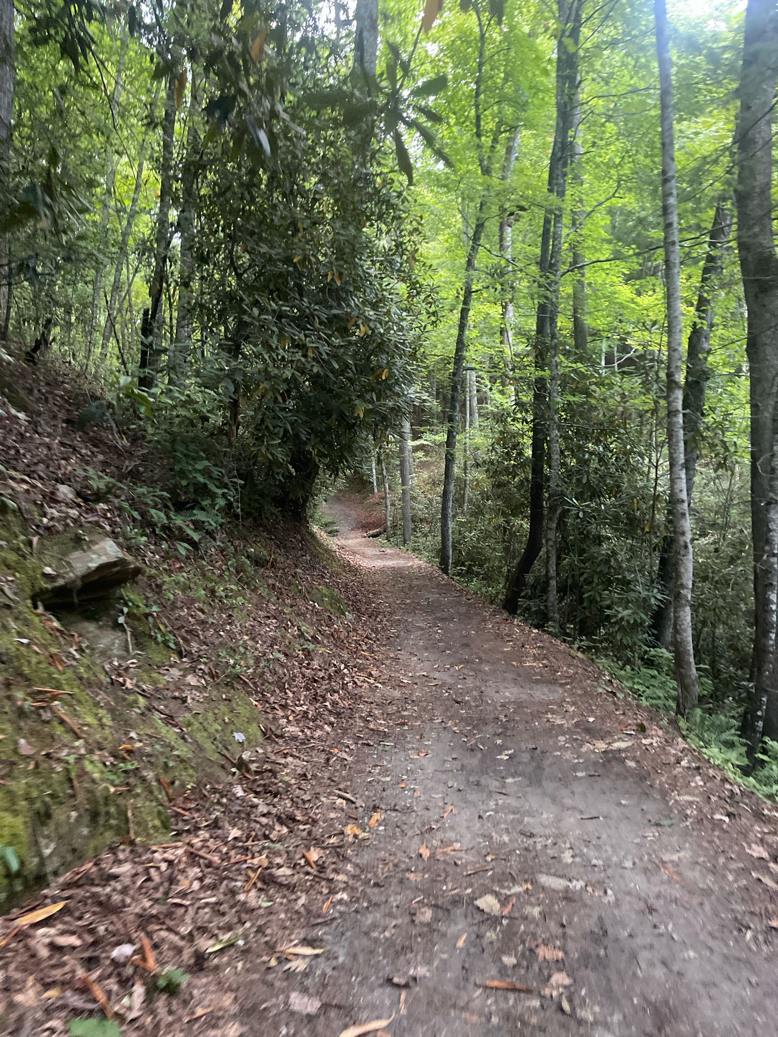 Dirt path winding through a lush green forest on a bright day. - Deep Creek Loop Trail