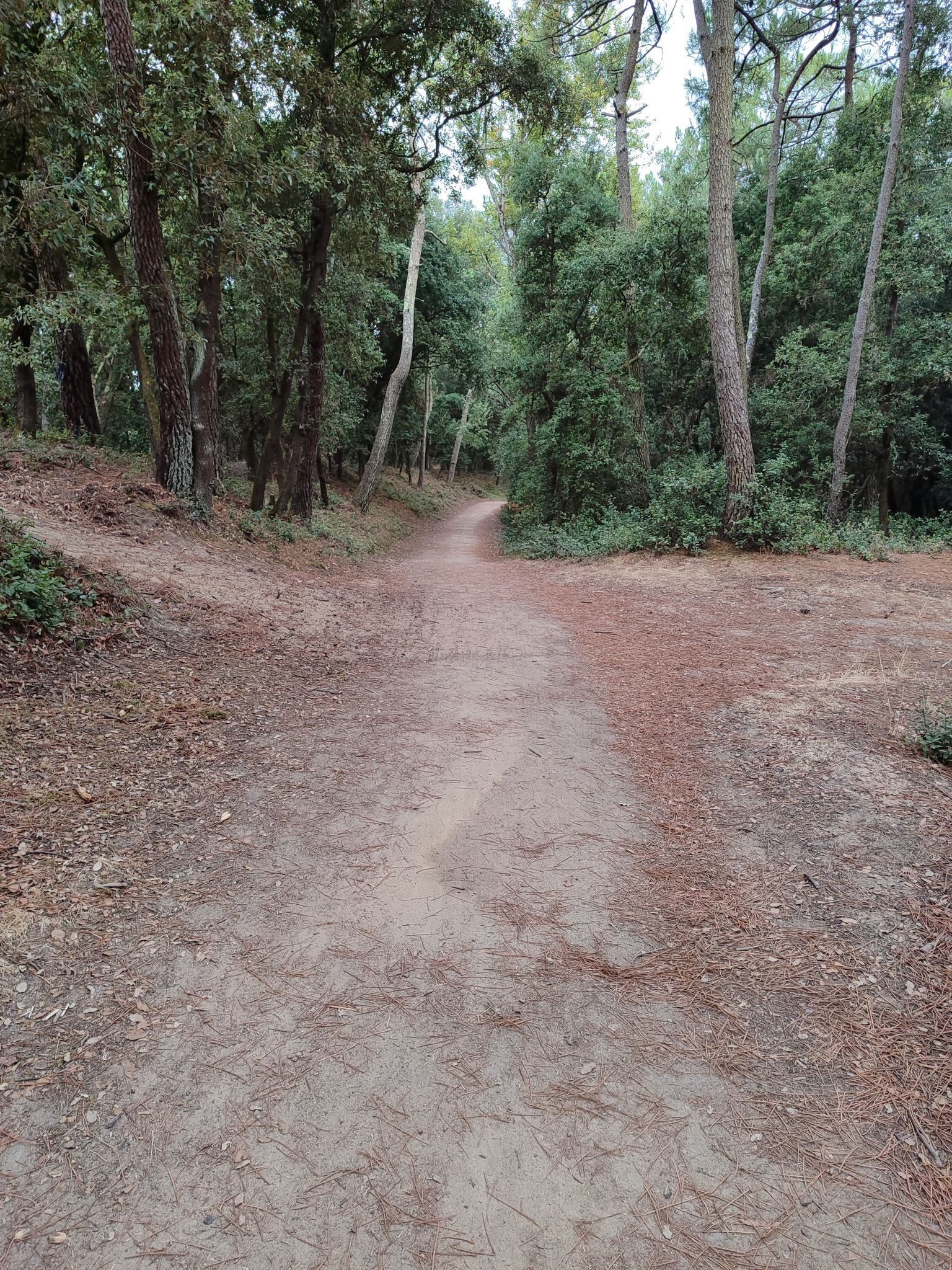 forêt domaniale de Longeville