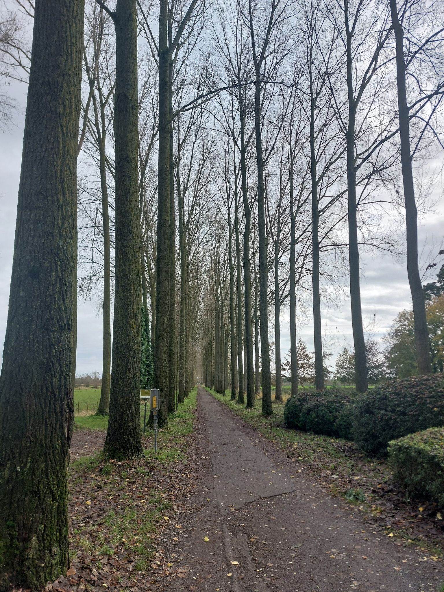 Pappelallee