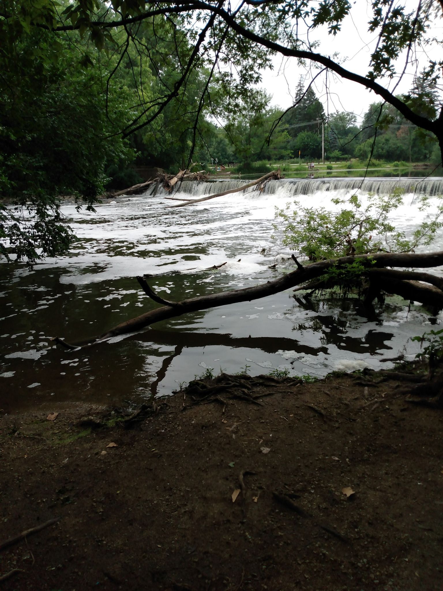 A foaming river with a small waterfall and fallen logs, surrounded by green trees. - Riverbend and Night Heron Trail