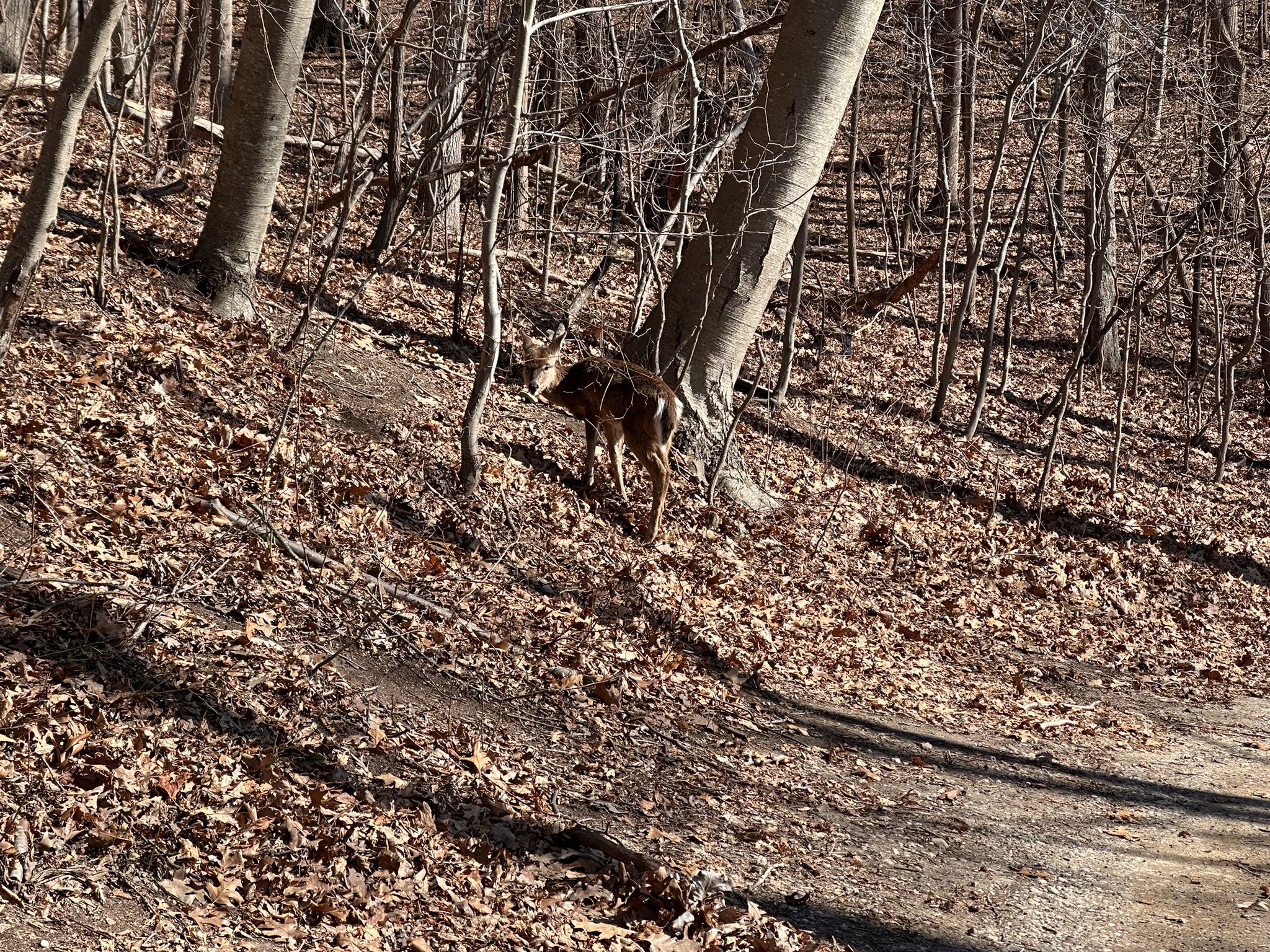 A deer stands on a sunny, leaf-covered forest hillside among bare trees. - Caumsett State Park Beach loop via Caumsett Salt Marshes
