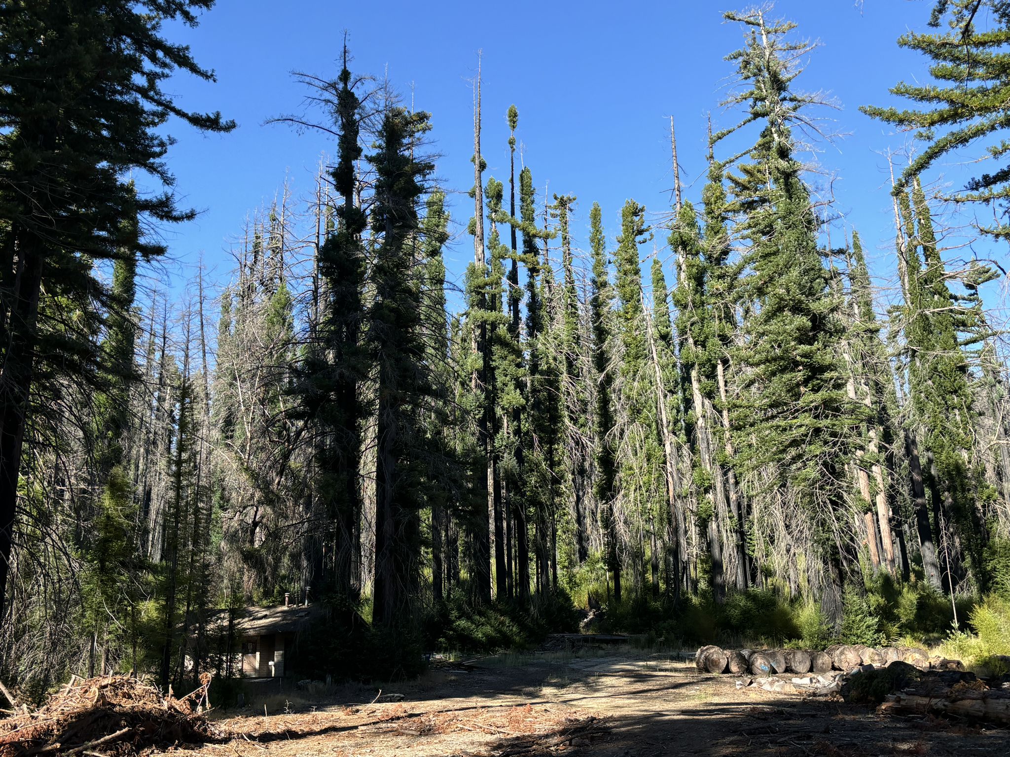 Tall pine trees and dead snags in a sunlit forest under clear blue sky. - Boulder Creek – Chalks Road loop from Boulder Creek