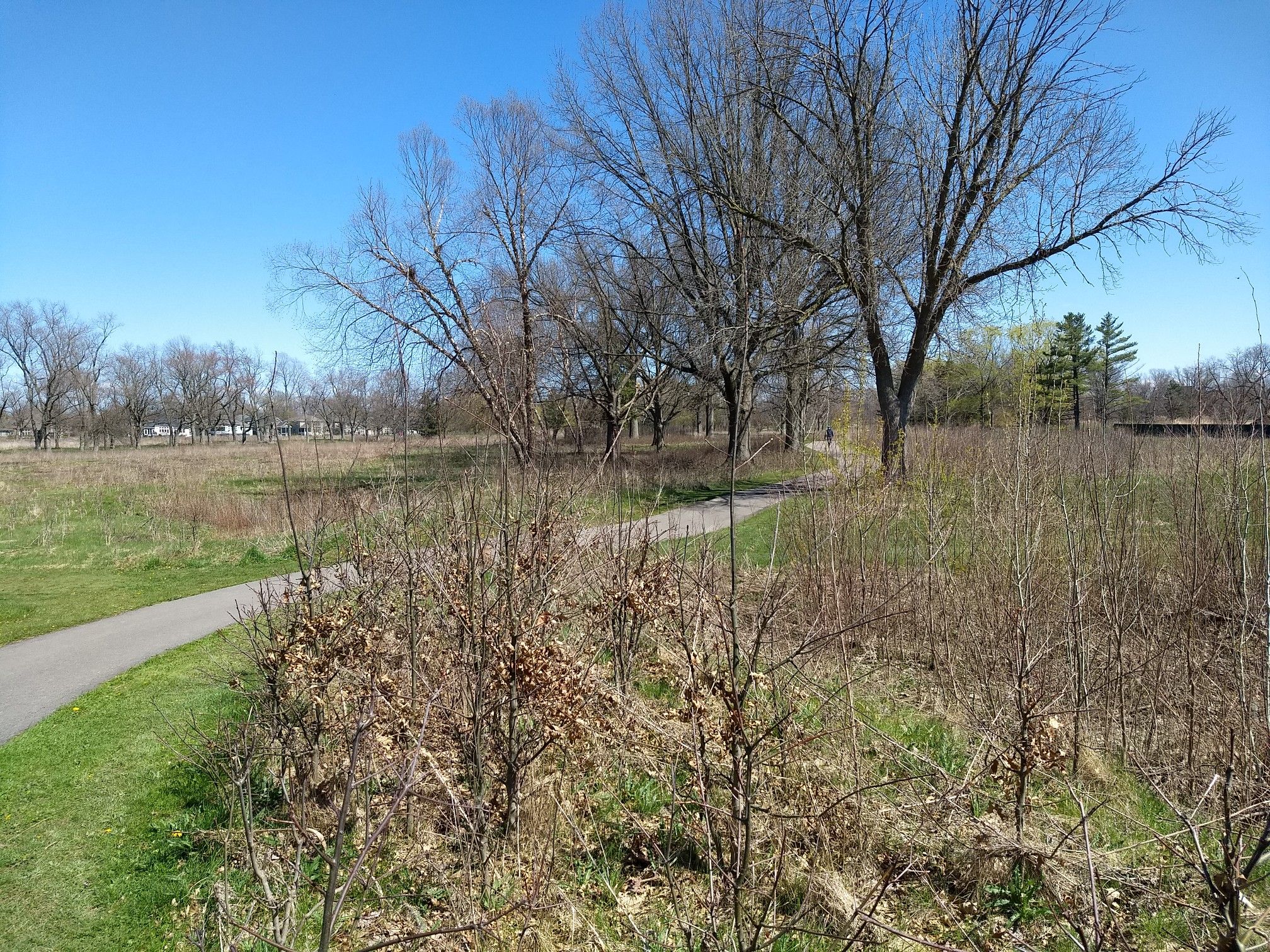 Paved path winding through a sunny field with bare trees and a distant person. - Woodpecker and Lake Trails Loop