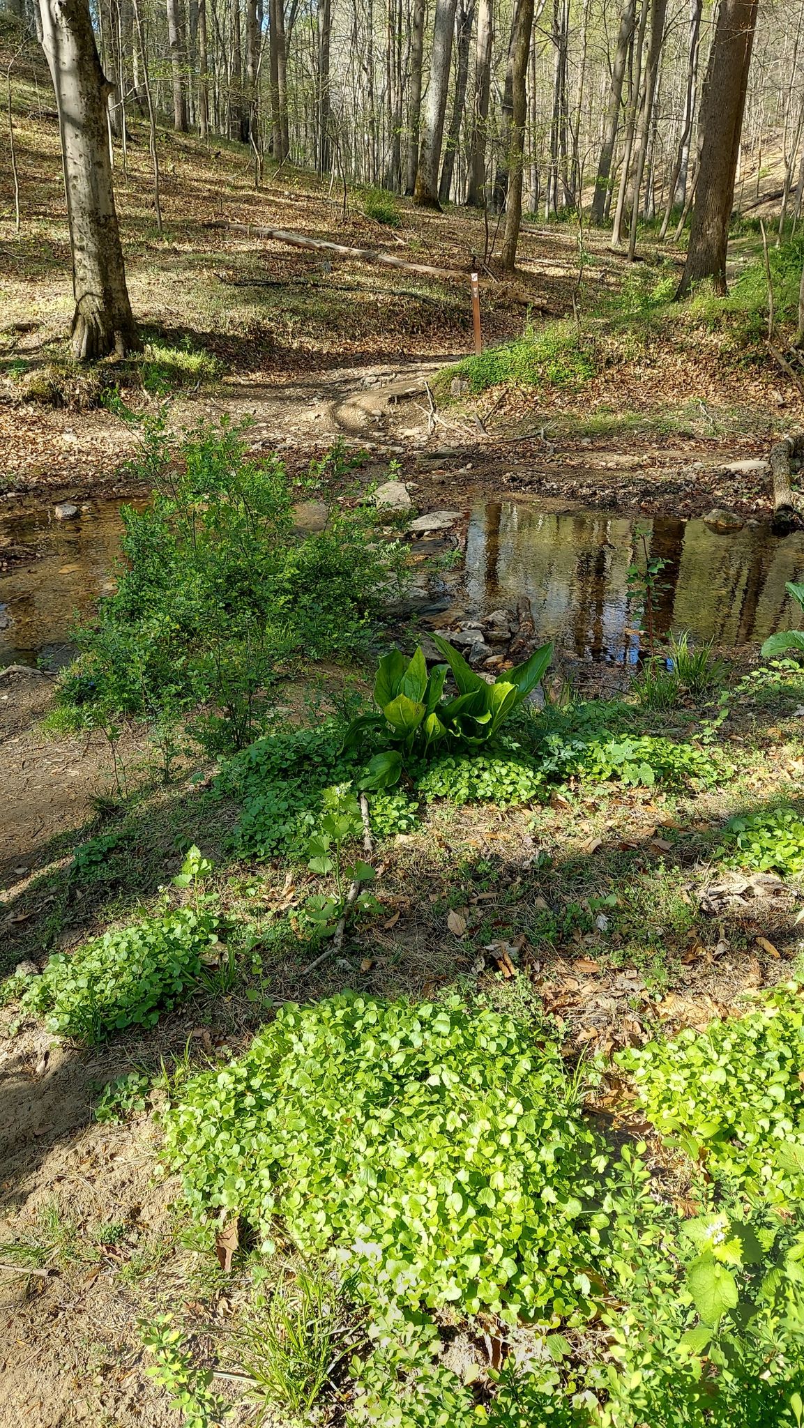 Small stream flowing through a sunlit forest with lush green undergrowth. - Wood Marr Trail loop from Patapsco Valley State Park