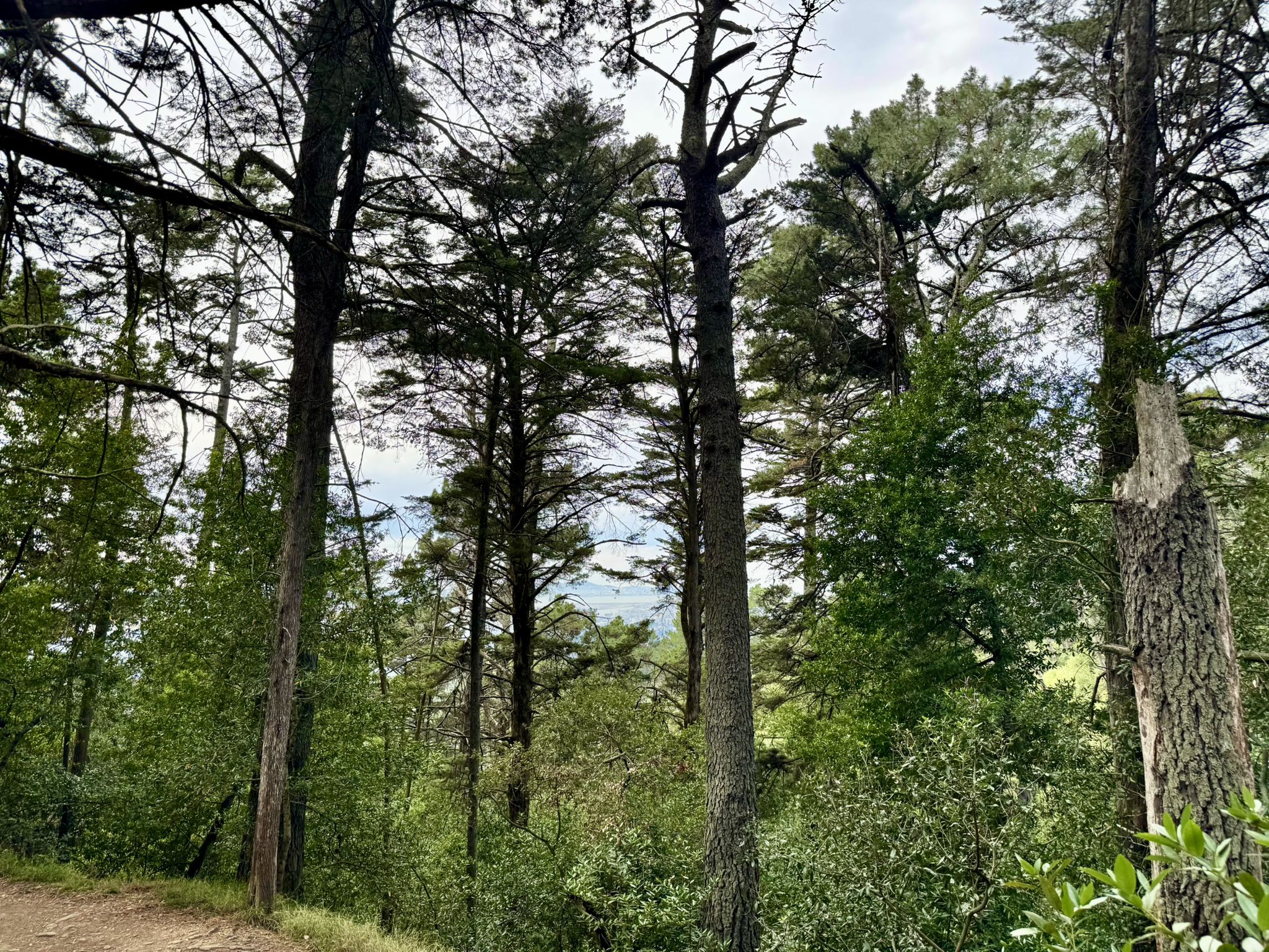 Tall pine trees in a forest with green undergrowth under an overcast sky. - Sequoia Bayview Trail loop — Joaquin Miller Park