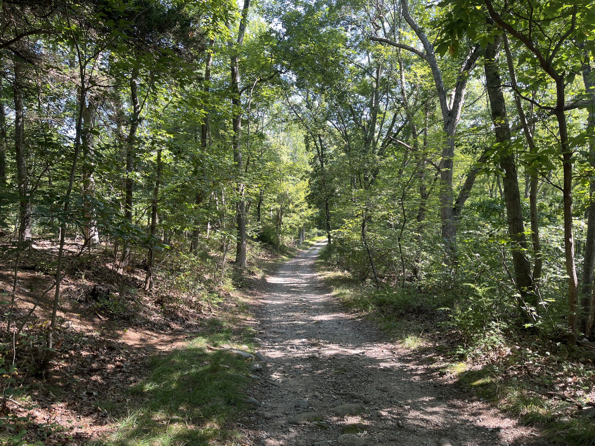 Shaded dirt path winding through a dense, sunlit green forest. - Borderland State Park – Intermediate Loop
