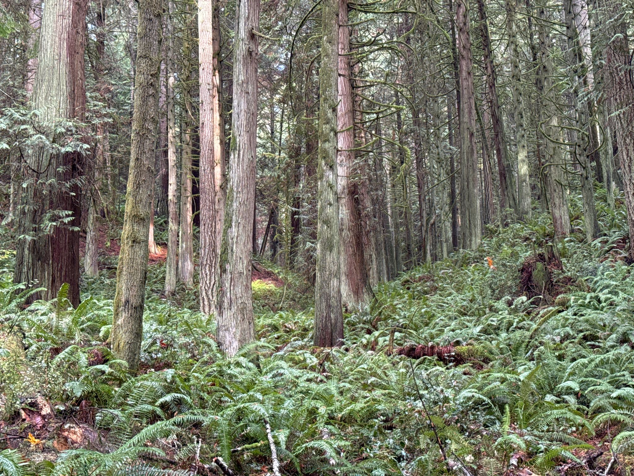 Dense forest with tall trees and lush green ferns covering the forest floor. - Peters Trail and Opal Ridge Loop