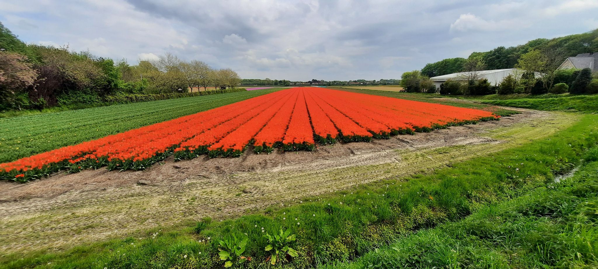Ein paar rote Tulpen😉