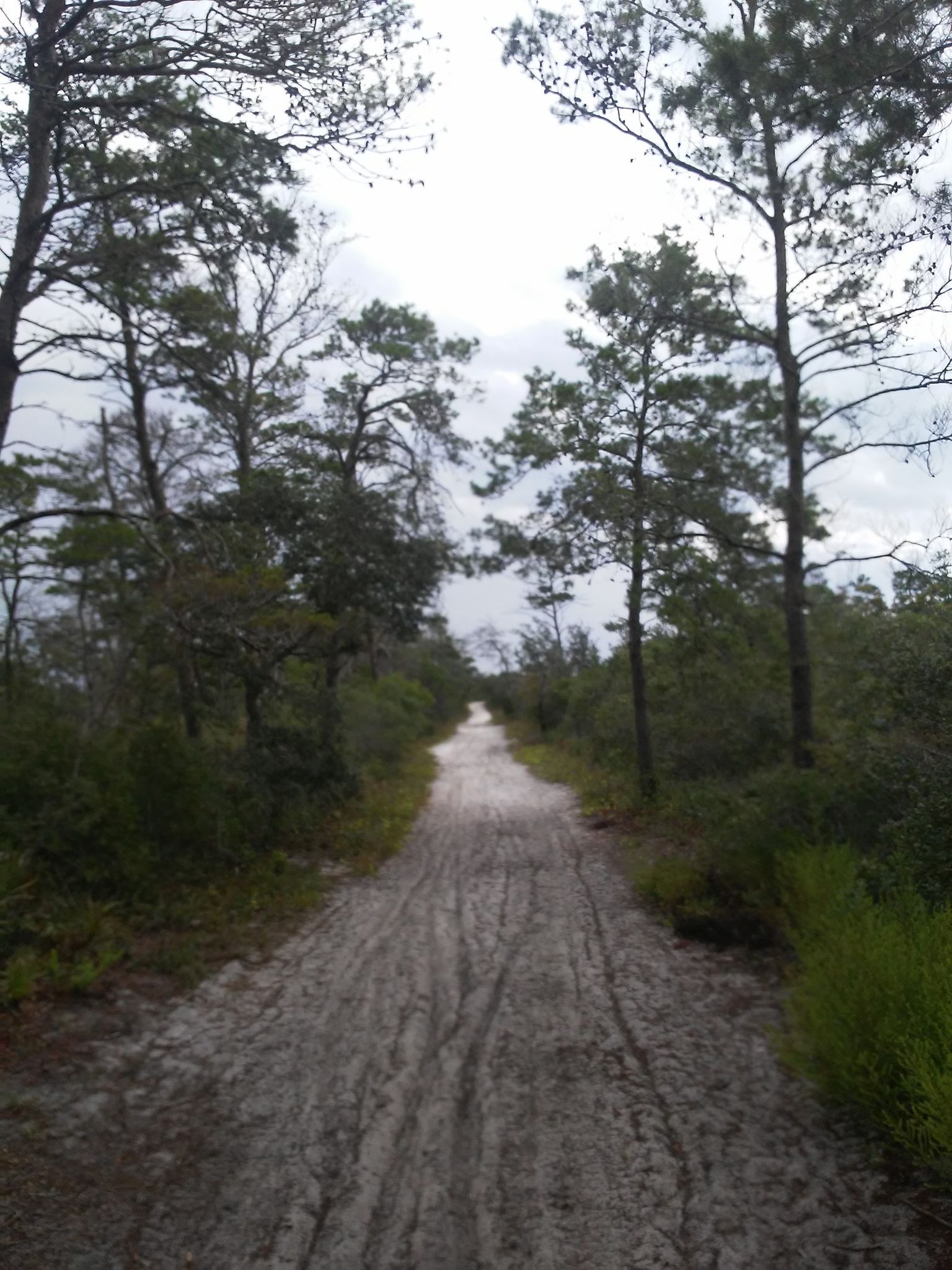A straight, sandy road through a dense forest under an overcast sky. - Pine Scrub Trail