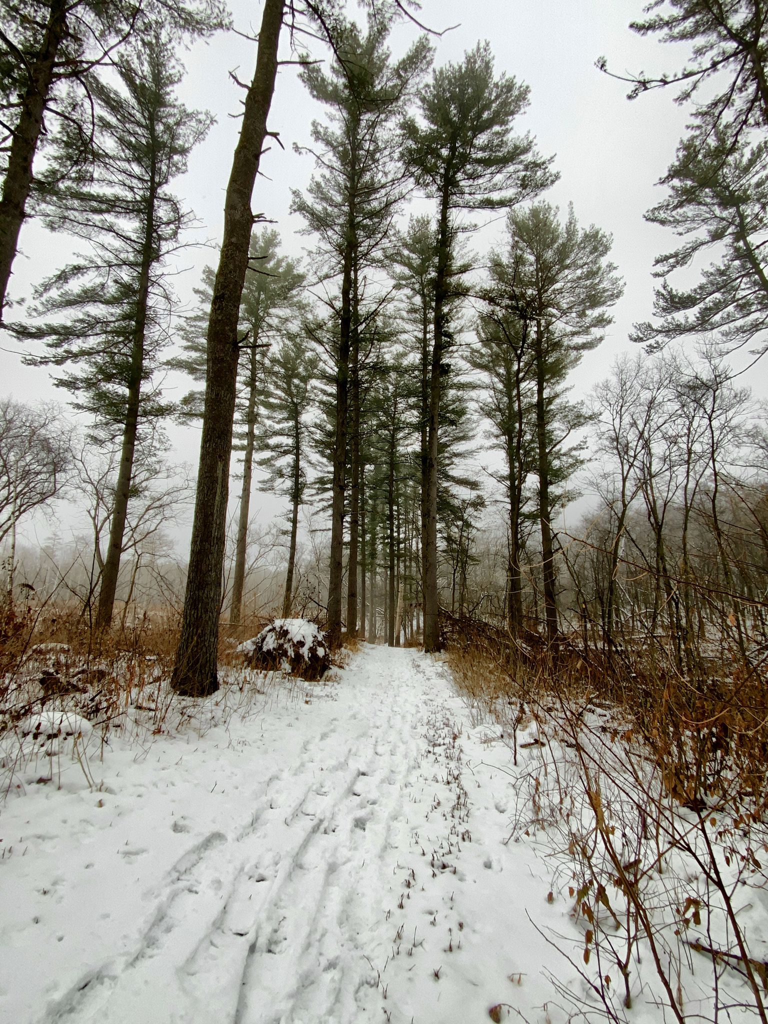 Snowy path with footprints winding through tall pine trees on an overcast day. - White Pine Run to Reed's Run Loop