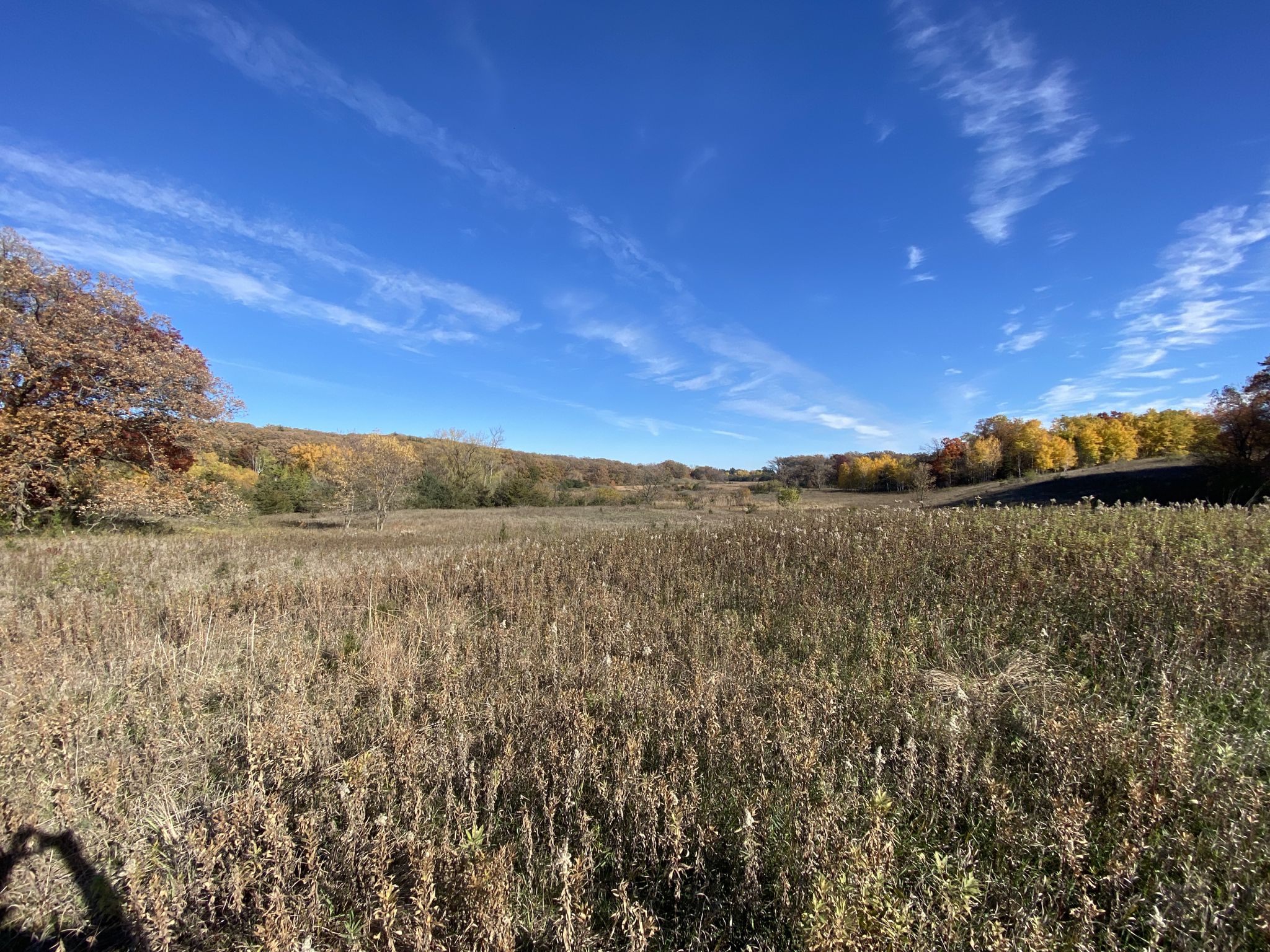 Expansive dry grassy field with colorful autumn trees under a bright blue sky. - Pondview Interpretive Trail