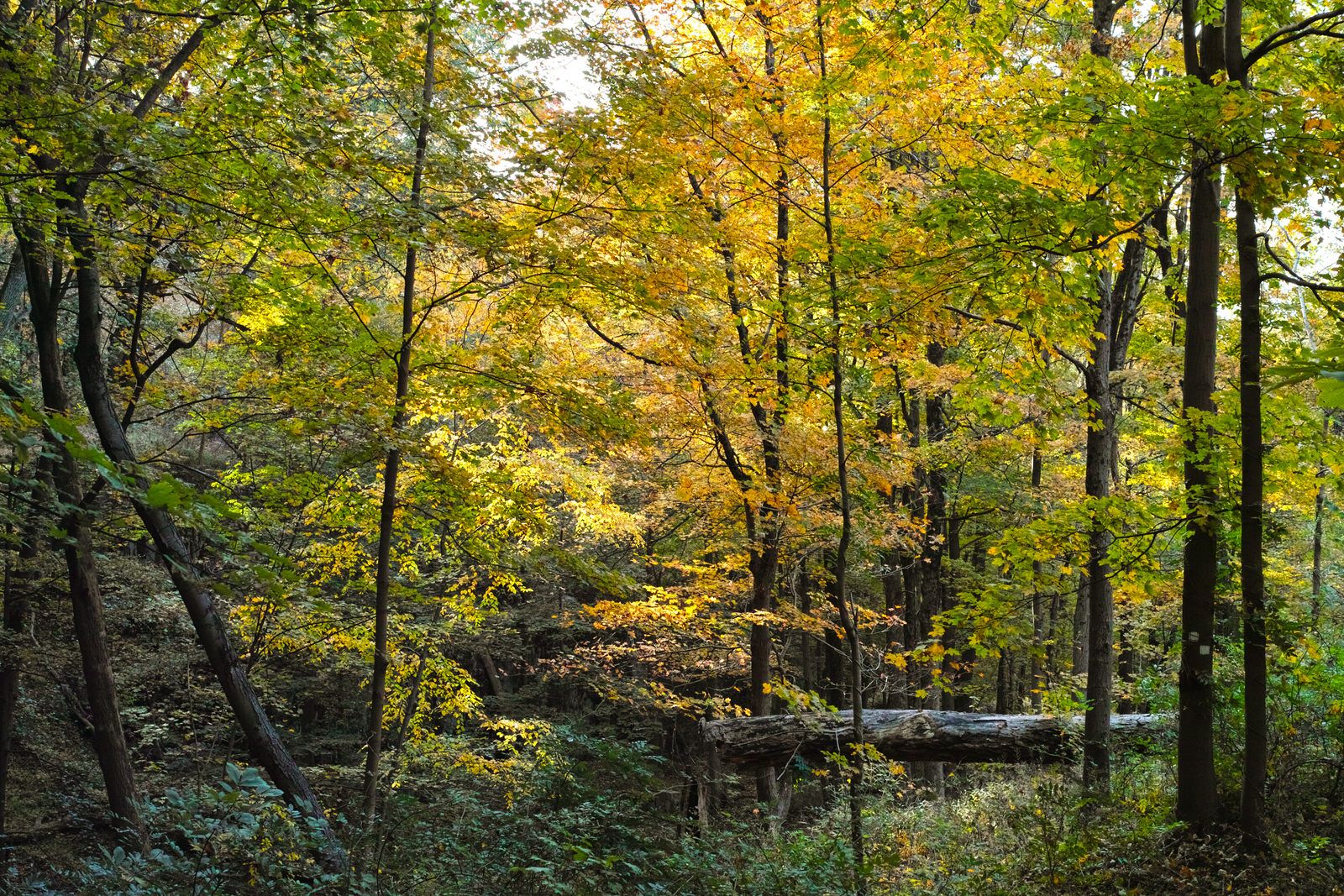 A sunlit forest with trees displaying green and golden autumn foliage. - Seeley's Pond and White Trail Loop